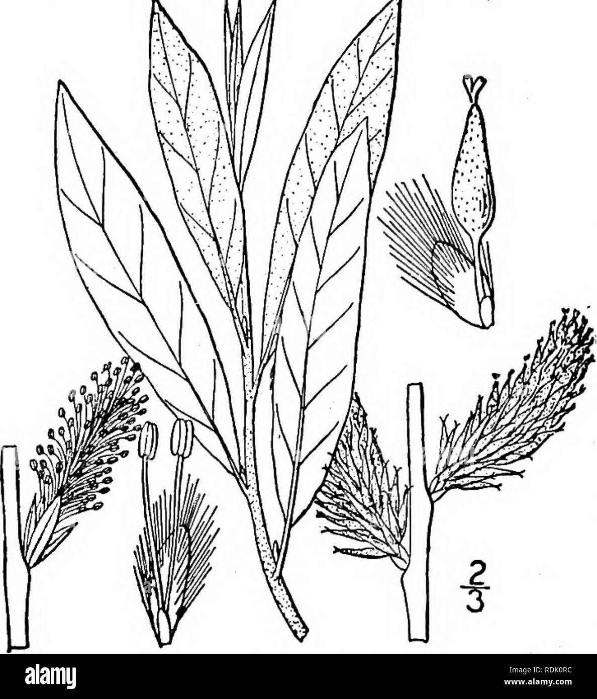 . An illustrated flora of the northern United States, Canada and the British possessions, from Newfoundland to the parallel of the southern boundary of Virginia, and from the Atlantic Ocean westward to the 102d meridian. Botany; Botany. 6oo SALICACEAE. Vol. I.. Salix squamata Rydb., with fruiting aments persistent until September on leafy branches, the yellowish scales longer than the pedicels, is probably a state of the preceding species. 23. Salix humilis Marsh. Prairie Willow. Fig. 1473. Salix humilis Marsh. Arb. Am. 140. 1785. A shrub, 2°-8° tall, the twigs tomentose or pubescent, terete.  Stock Photo