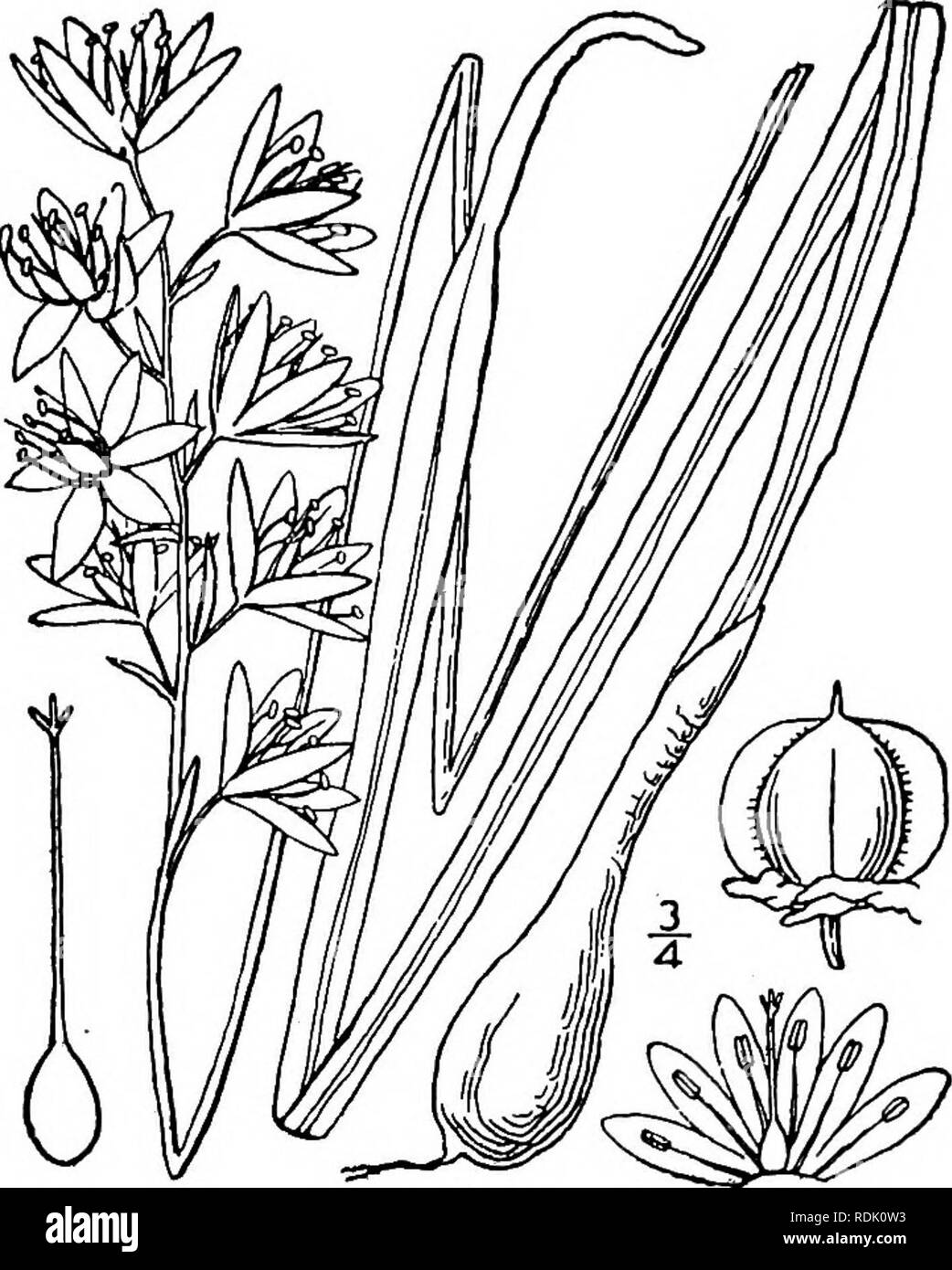 . An illustrated flora of the northern United States, Canada and the British possessions, from Newfoundland to the parallel of the southern boundary of Virginia, and from the Atlantic Ocean westward to the 102d meridian. Botany; Botany. Genus ii. LILY FAMILY. 5°9 1. Quamasia hyacinthina (Raf.) Brit- ton. Wild Hyacinth. Fig. 1271. Scilla esculenta Ker, Bot. Mag. pi. 1754. 1813. Lemotrys hyacinthina Raf. Fl. Tell. 3: 51. 1836. Scilla Fraseri A. Gray, Man. Ed. 2, 469. 1856. Camassia Fraseri Torr. Pac. R. R. Rep. 4: 147. 1857- Quamasia esculenta Coville, Proc. Biol. Soc. Wash. 11: 64. 1897. Not Ra Stock Photo
