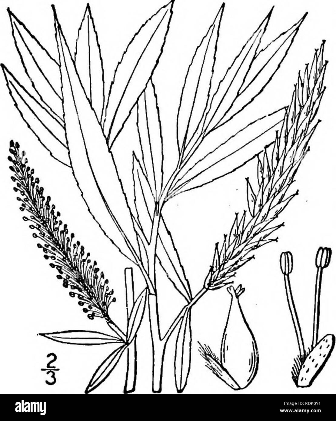. An illustrated flora of the northern United States, Canada and the British possessions, from Newfoundland to the parallel of the southern boundary of Virginia, and from the Atlantic Ocean westward to the 102d meridian. Botany; Botany. s, differs. 9. Salix alba L. White or Common Willow. Huntingdon or European Willow. Fig. 1459. Salix alba L. Sp. PI. 1021. 1753. Salix vitellina L. Sp. PI. Ed. 2, 1442. 1763. A large tree, sometimes 90° tall and a trunk diam- eter of 8°; bark gray, rough; twigs brittle at the base. Leaves lanceolate or oblong-lanceolate, acute or acuminate, narrowed at the base Stock Photo