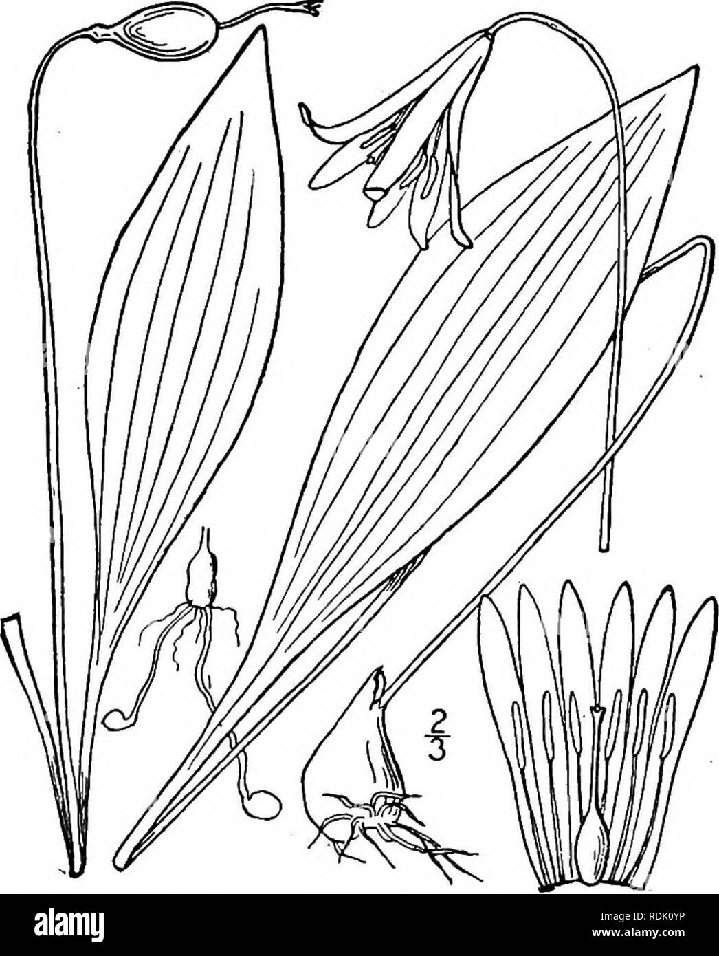 . An illustrated flora of the northern United States, Canada and the British possessions, from Newfoundland to the parallel of the southern boundary of Virginia, and from the Atlantic Ocean westward to the 102d meridian. Botany; Botany. 506 LILIACEAE. Vol. I. the leaves thus appearing basal. Flowers large, nodding, bractless, solitary, or several in some western species. Many plants are flowerless and i-leaved, these leaves often wider and longer petioled than those of the stem. Perianth-segments separate, lanceolate, oblong or oblanceolate, deciduous, with nectariferous groove, and sometimes  Stock Photo
