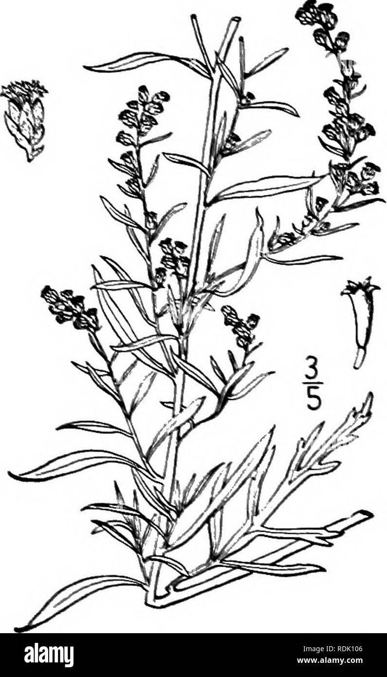 . An illustrated flora of the northern United States, Canada and the British possessions, from Newfoundland to the parallel of the southern boundary of Virginia, and from the Atlantic Ocean westward to the 102d meridian. Botany; Botany. Genus 94. THISTLE FAMILY. 529 18. Artemisia ludoviciana Xutt. Dark- leaved Mugwort. Fig. 45SS. Artemisia ludoviciana Nutt. Gen. 2: 143. 1S1S. Perennial, 2°-4° high; stem woolly, branched above. Leaves linear to obovate, 3' long or less, white-woolly beneath, at length dark green and glabrous, or very nearly so above, the base com- monly narrowly cuneate, at lea Stock Photo