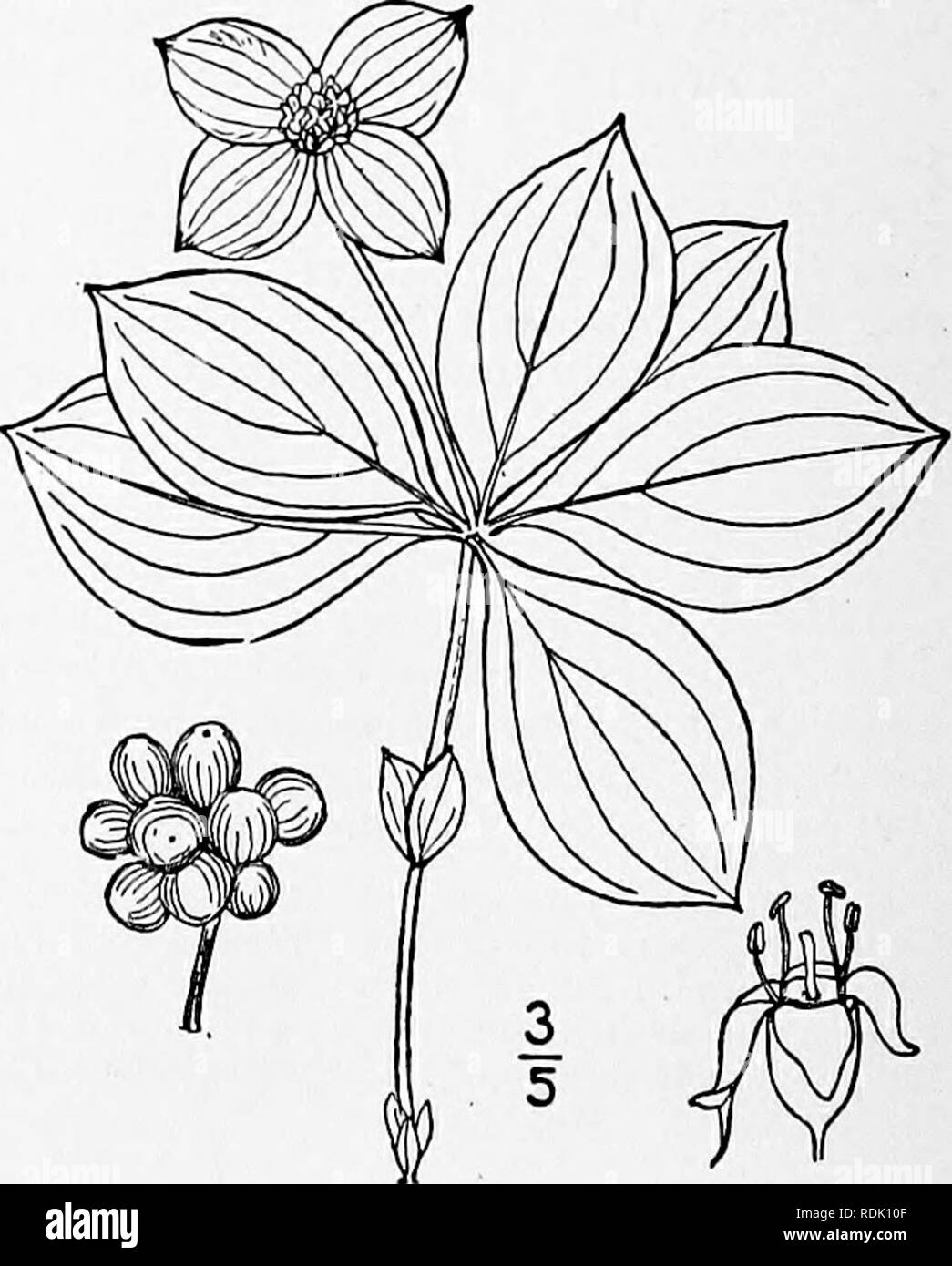 . An illustrated flora of the northern United States, Canada and the British possessions, from Newfoundland to the parallel of the southern boundary of Virginia, and from the Atlantic Ocean westward to the 102d meridian. Botany; Botany. 2, CYNOXYLON Raf. Alsog. Amer. 59. 1838. [Benthamidia Spach, Hist. Veg. 8: 109. 1839.] Trees, with opposite petioled pinnately veined leaves and small perfect yellowish or greenish flowers in heads subtended by a conspicuous involucre of 4 to 6 large white or pink bracts. Calyx 4-lobed; corolla of 4 valvate petals; stamens 4, with slender filaments and elliptic Stock Photo
