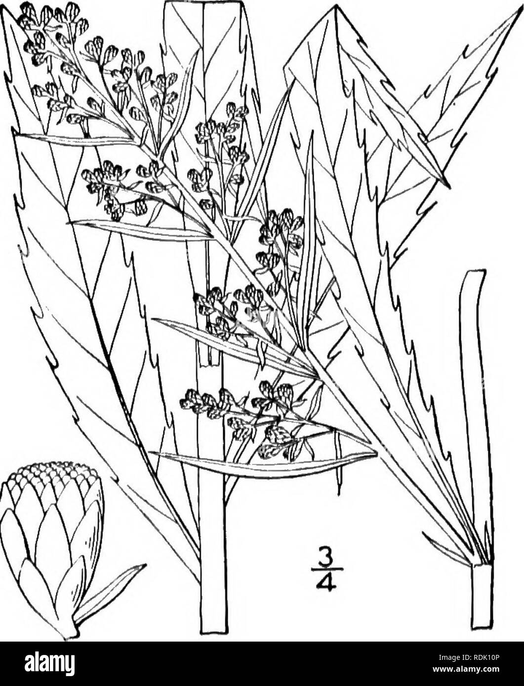 . An illustrated flora of the northern United States, Canada and the British possessions, from Newfoundland to the parallel of the southern boundary of Virginia, and from the Atlantic Ocean westward to the 102d meridian. Botany; Botany. 17. Artemisia longifolia Nutt. Long- leavecl Mugwort. Fig. 4587. Artemisia longifolia Nutt. Gen. 2: 142. 1818. Perennial; stem densely white-tomentose, branched, 2°-5° high. Leaves linear or linear- lanceolate, elongated, entire, 2'-s' long, l&quot;-s&quot; wide, acuminate, tapering to a sessile base, or the lower petioled, densely white-tomentose on both sides Stock Photo