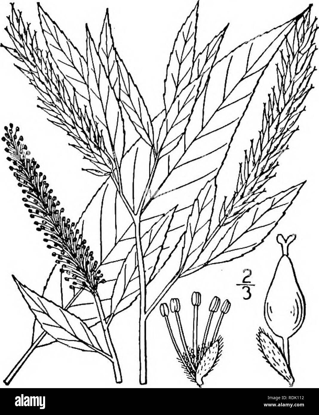 . An illustrated flora of the northern United States, Canada and the British possessions, from Newfoundland to the parallel of the southern boundary of Virginia, and from the Atlantic Ocean westward to the 102d meridian. Botany; Botany. Genus 2. WILLOW FAMILY. 593. 2. Salix amygdaloides Anders. Peach-leaved Willow. Fig. 1452. Salix amygdaloides Anders, Ofv. Handl. Vet. Akad. 1858: 114. 1858. A small tree, similar to the preceding species, sometimes 700 high and the trunk 20 in diameter, the brown bark scaly. Leaves lanceolate or ovate- lanceolate, pubescent when young, glabrous when old, dark  Stock Photo