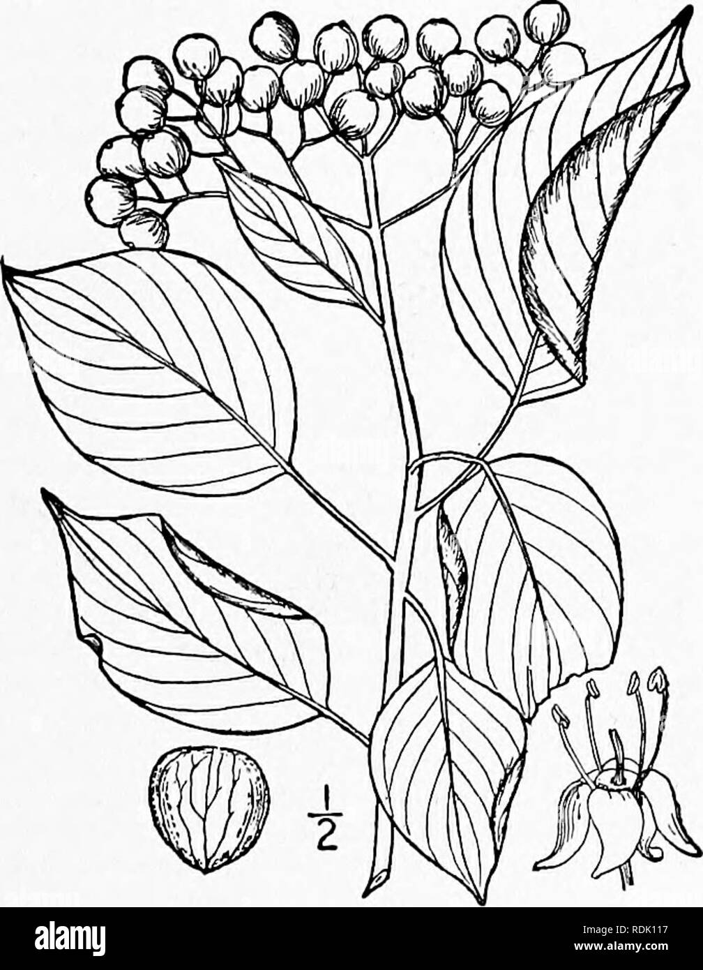 . An illustrated flora of the northern United States, Canada and the British possessions, from Newfoundland to the parallel of the southern boundary of Virginia, and from the Atlantic Ocean westward to the 102d meridian. Botany; Botany. 8. Cornus stricta Lam. Stiff Cornel or Dogwood. Fig. 3187. Cornus striata Lam. Encycl. 2: 116. 1786, C. fastigiata Michx. Fl. Bor. Am. i: 92. 1803. A shrub, 8°-iS° high, resembling the pre- ceding species, the twigs purplish or reddish brown. Leaves petioled, ovate or ovate-lanceo- late, acute or acuminate at the apex, narrowed or sometimes rounded at the base, Stock Photo