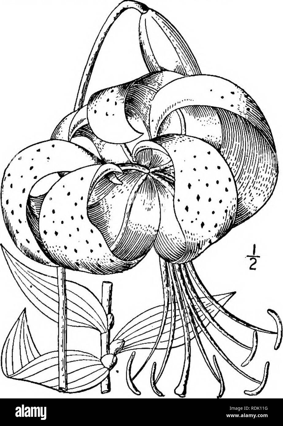 . An illustrated flora of the northern United States, Canada and the British possessions, from Newfoundland to the parallel of the southern boundary of Virginia, and from the Atlantic Ocean westward to the 102d meridian. Botany; Botany. 6. Lilium superbum L. Turk's-cap Lily. Fig. 1260. Lilium superbum L. Sp. PI. Ed. 2, 434. 1762. Bulbs globose, i'-2' in diameter, borne on short rootstbcks, their scales white, thick, ovate. Stem stout or slender, 3°-8° high; leaves lanceolate or linear-lanceolate, smooth on both sides, acuminate at both ends, 2'-6' long, i'-ij' wide, verticillate in 3's-8's or  Stock Photo
