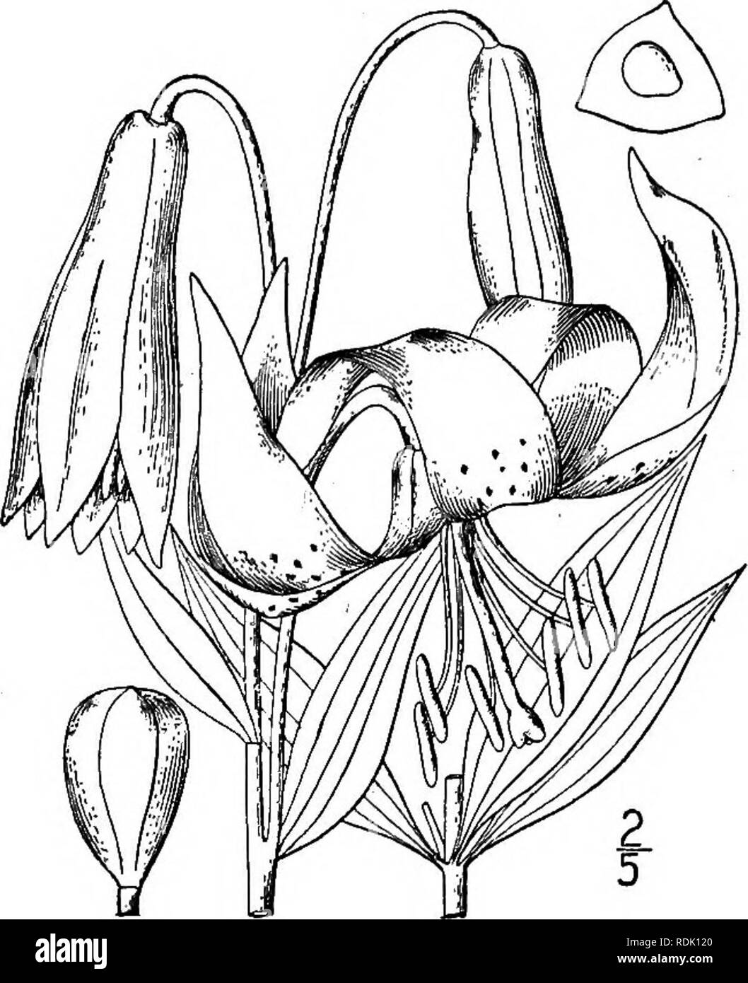 . An illustrated flora of the northern United States, Canada and the British possessions, from Newfoundland to the parallel of the southern boundary of Virginia, and from the Atlantic Ocean westward to the 102d meridian. Botany; Botany. 5°4 LILIACEAE. Vol. I.. 6. Lilium superbum L. Turk's-cap Lily. Fig. 1260. Lilium superbum L. Sp. PI. Ed. 2, 434. 1762. Bulbs globose, i'-2' in diameter, borne on short rootstbcks, their scales white, thick, ovate. Stem stout or slender, 3°-8° high; leaves lanceolate or linear-lanceolate, smooth on both sides, acuminate at both ends, 2'-6' long, i'-ij' wide, ver Stock Photo