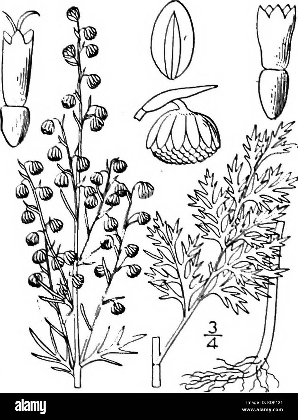 . An illustrated flora of the northern United States, Canada and the British possessions, from Newfoundland to the parallel of the southern boundary of Virginia, and from the Atlantic Ocean westward to the 102d meridian. Botany; Botany. Motherwort. native of arctic America Green ginger. July-Oct. Artemisia elatior (T. &amp; G.) Rydb species, with elongated acuminate leaf-lobes, eastward to Hudson Bav. 13. Artemisia vulgaris L. Common Mug- wort. Fig. 4583. Artemisia vulgaris L. Sp. PI. S4S. 1753. Perennial; stem glabrous or nearly so, much branched, i°-3i° high. Leaves 1-4-$' long, deeply pinna Stock Photo
