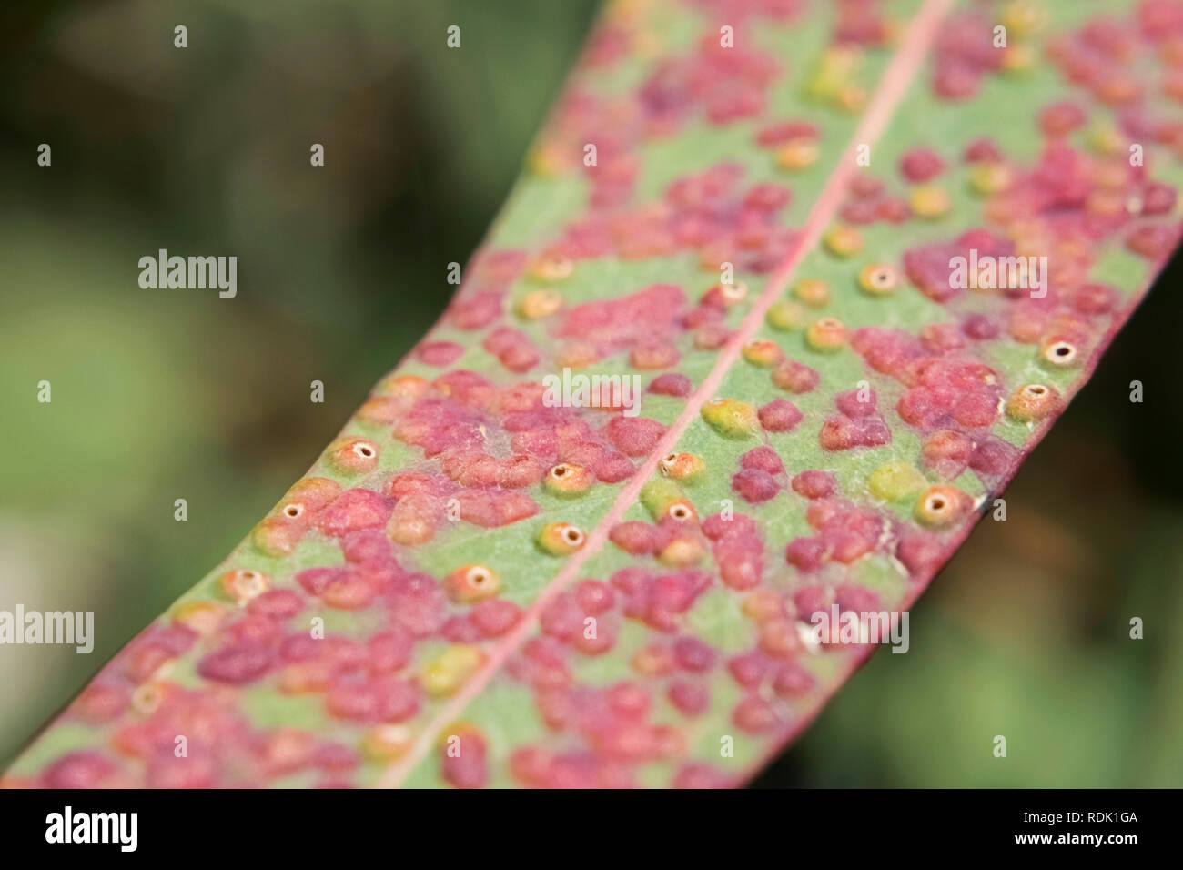 Pink eucalyptus leaves hires stock photography and images Alamy