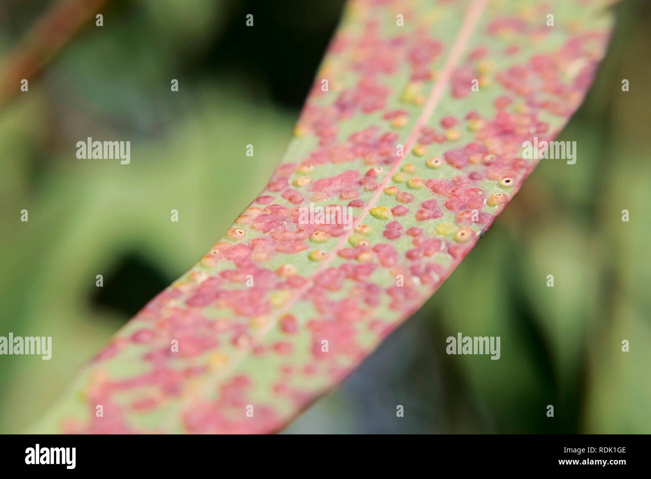 Pink eucalyptus leaves hires stock photography and images Alamy