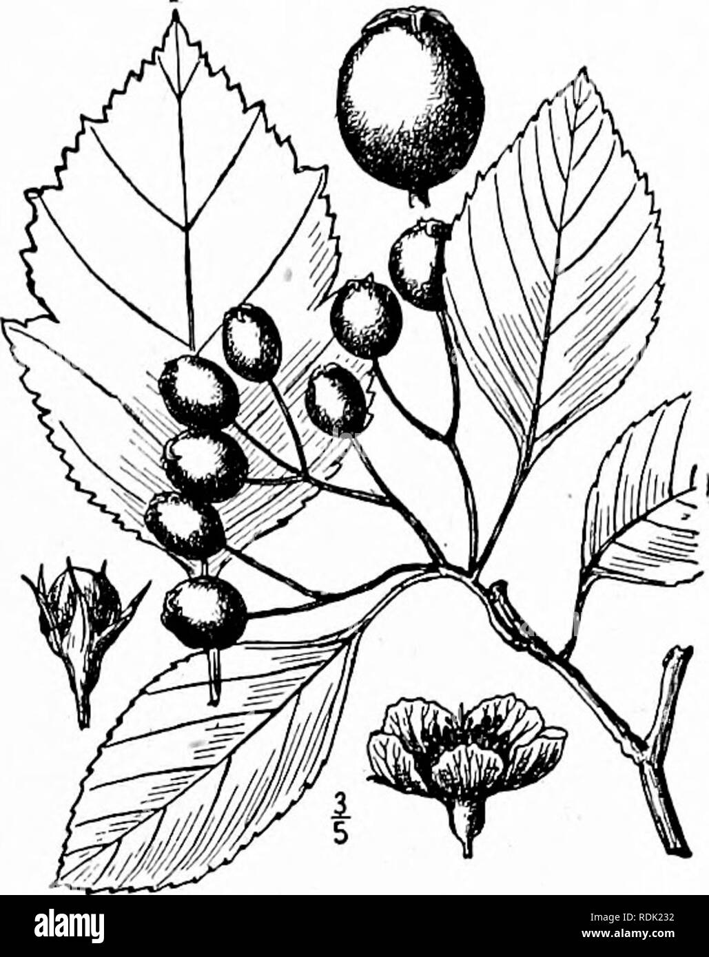 . An illustrated flora of the northern United States, Canada and the British possessions, from Newfoundland to the parallel of the southern boundary of Virginia, and from the Atlantic Ocean westward to the 102d meridian. Botany; Botany. Genus 6. APPLE FAMILY. 299 6. Crataegus Canbyi Sargent. Canby's Thorn. Fig. 2340. 'fCrataegiis elliftica Ait. Hort. Kew. 2: 168. 1789. Mespilus elUptica Hayne, Dendr. FI. 78. 1822. (Guimpel, Otto and Hayne Abbild. Deutsch. Holz. pi. 144. 1819- 1830.) Crataegus Canbyi Sarg. Bot. Gaz. 31 : 3. igoi. C. Pennypackeri Sarg. Bot. Gaz. 35: 100. 1903. A small tree, 20°  Stock Photo