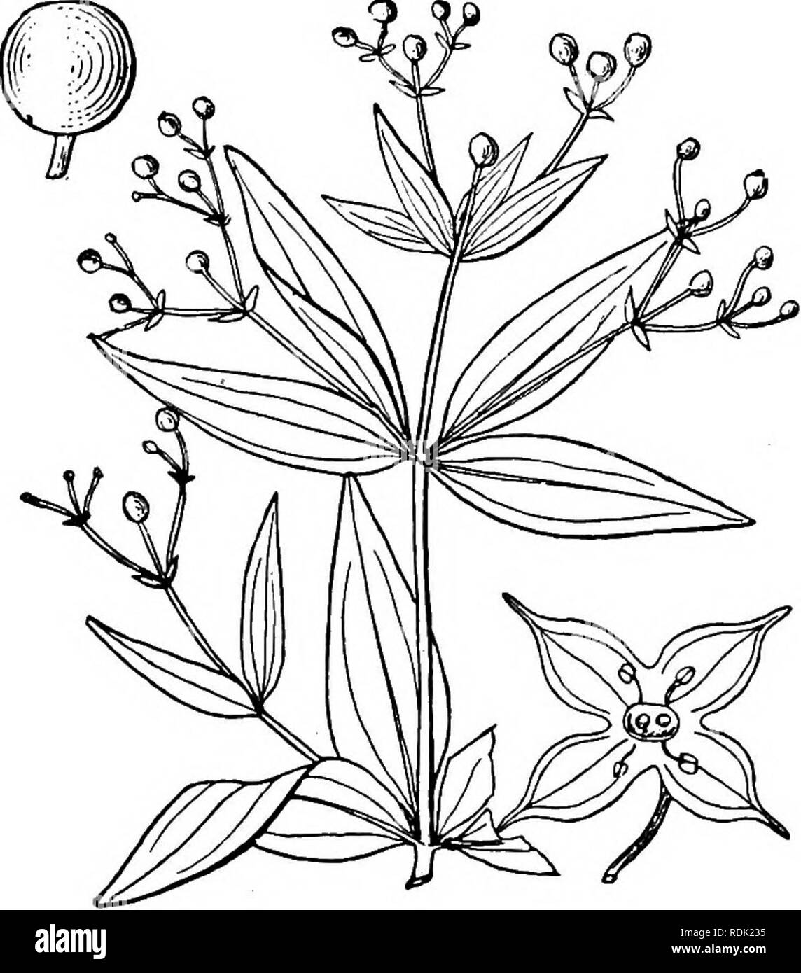 . An illustrated flora of the northern United States, Canada and the British possessions, from Newfoundland to the parallel of the southern boundary of Virginia, and from the Atlantic Ocean westward to the 102d meridian. Botany; Botany. 14. Galium arkansanum A. Gray, kansas Bedstraw. Fig. 3941. Ar- Galium arkansanum A. Gray, Proc. Am. Acad. 19: 80. 1883. Similar to the preceding species but usually lower, the leaves linear-lanceolate, 6&quot;-i2&quot; long, i&quot;-3&quot; wide, the lateral nerves obscure or none, the midrib sometimes pubescent beneath, and the margins ciliate; fruiting pedice Stock Photo