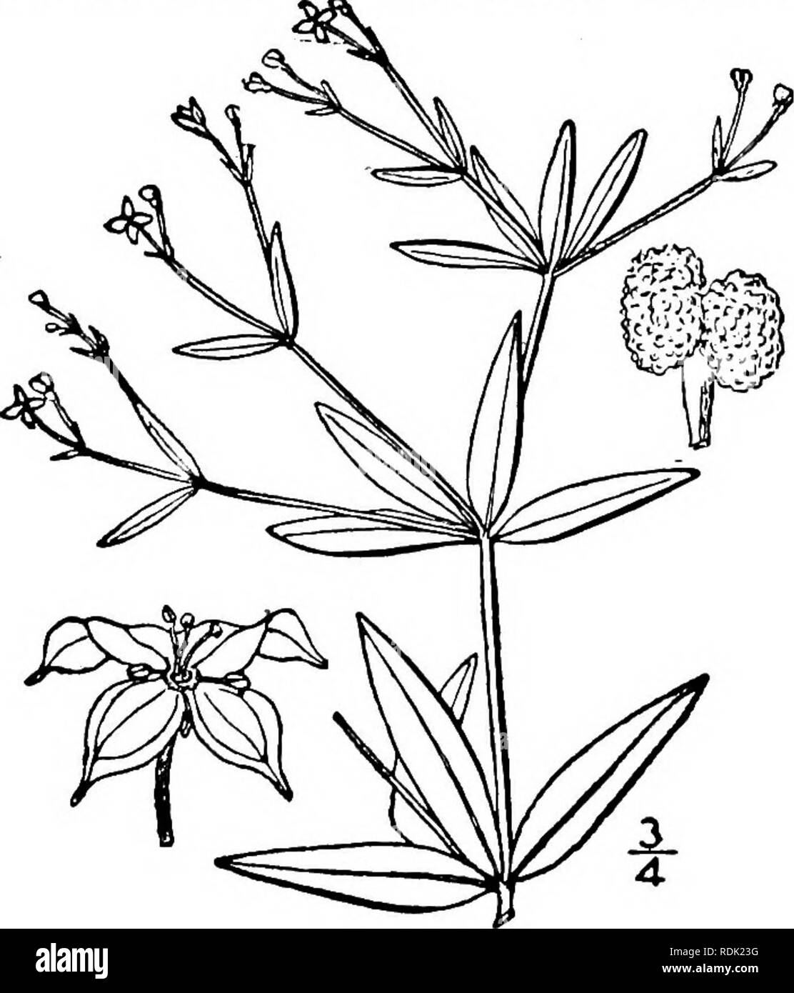 . An illustrated flora of the northern United States, Canada and the British possessions, from Newfoundland to the parallel of the southern boundary of Virginia, and from the Atlantic Ocean westward to the 102d meridian. Botany; Botany. 12. Galium triflorum Michx. Sweet- scented or Fragrant Bedstraw. Fig- 3939- Galium triflorum Michx. Fl. Bor. Am. 1: 80. 1803. Perennial, diffuse, procumbent, or ascending, glabrous or nearly so, shining, fragrant in drying, the stems and margins of the leaves sometimes roughened. Leaves in 6's, narrowly oval or slightly oblanceolate, i-nerved, cuspidate at the  Stock Photo