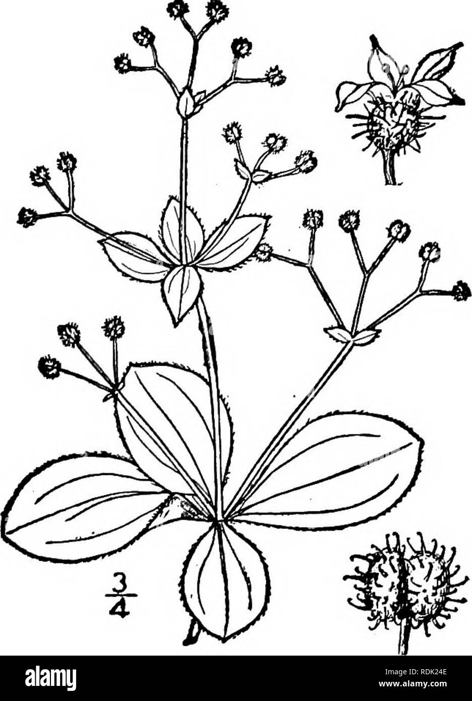 . An illustrated flora of the northern United States, Canada and the British possessions, from Newfoundland to the parallel of the southern boundary of Virginia, and from the Atlantic Ocean westward to the 102d meridian. Botany; Botany. Genus 7. MADDER FAMILY 9. Galium circaezans Michx. Wild Liquorice. Cross-Cleavers. Fig- 3936- G. circaezans Michx. Fl. Bor. Am. 1: 80. 1803. Galium circaezans glabellum Britton, Mem. Torr. Club 5 : 303. 1894. Perennial, more or less pubescent, or gla- brate, branched, l°-2° high. Leaves in 4's, oval, oval-lanceolate or ovate, obtuse or ob- tusish at the apex, 3 Stock Photo