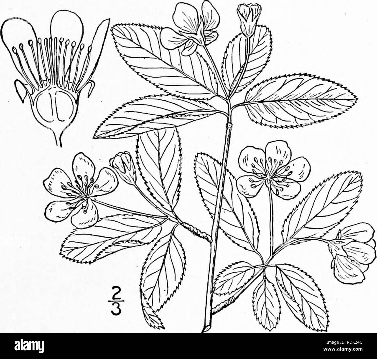 . An illustrated flora of the northern United States, Canada and the British possessions, from Newfoundland to the parallel of the southern boundary of Virginia, and from the Atlantic Ocean westward to the 102d meridian. Botany; Botany. 6. Amelanchier Bartramiana Fig. 2334. Mespilus canadensis var. oligocarpa Michx. Fl. Bor. Am. i : 291. 1803. Pyrus Bartramiana Tausch, Flora 21-: 715. 1838. Amelanchier oligocarpa Roem. Syn. Mon. 3: 145. 1847. A. Bartramiana Roem. loc. cit. 1847. A shrub, 2Â°-9Â° high, glabrous, or very nearly so throughout, ex- cept the early deciduous bracts, which are someti Stock Photo