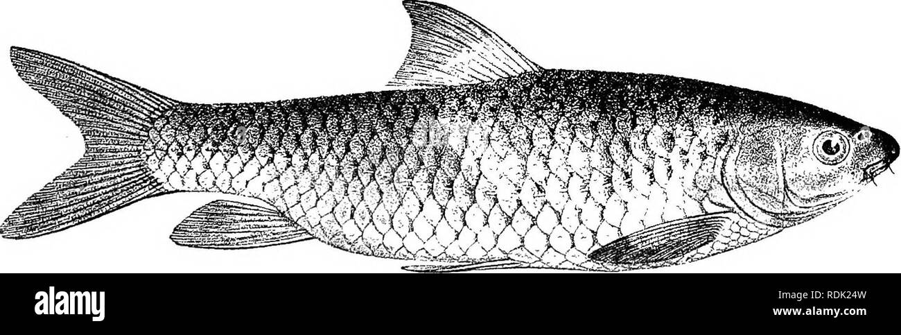 . Catalogue of the fresh-water fishes of Africa in the British museum (Natural history) ... Fishes; Freshwater animals. 1. One of the types. Barbus caudovittatus. Type (A. M. C). |. Banzyville. Oapt. Royaux (C). 82. BARBUS RHODESIANCS. Bouleng. Proc. Zool. Soc. 1902, ii. p. 14, pi. ii. fig. 2, and Mem. Manchest. Pliilos. Soc. Ii. 1907, no. 12, p. 2. Depth of body 3J to 3§ times in total length, length of head 4 to 4§ times. Snout rounded, -^ length of head; eye 3-f to 4^ times in length Fig. 74.. Barbus rhodesianus. Type (P. Z. S. 1902). 1. of head, interorbital width 2 times; mouth inferior, Stock Photo