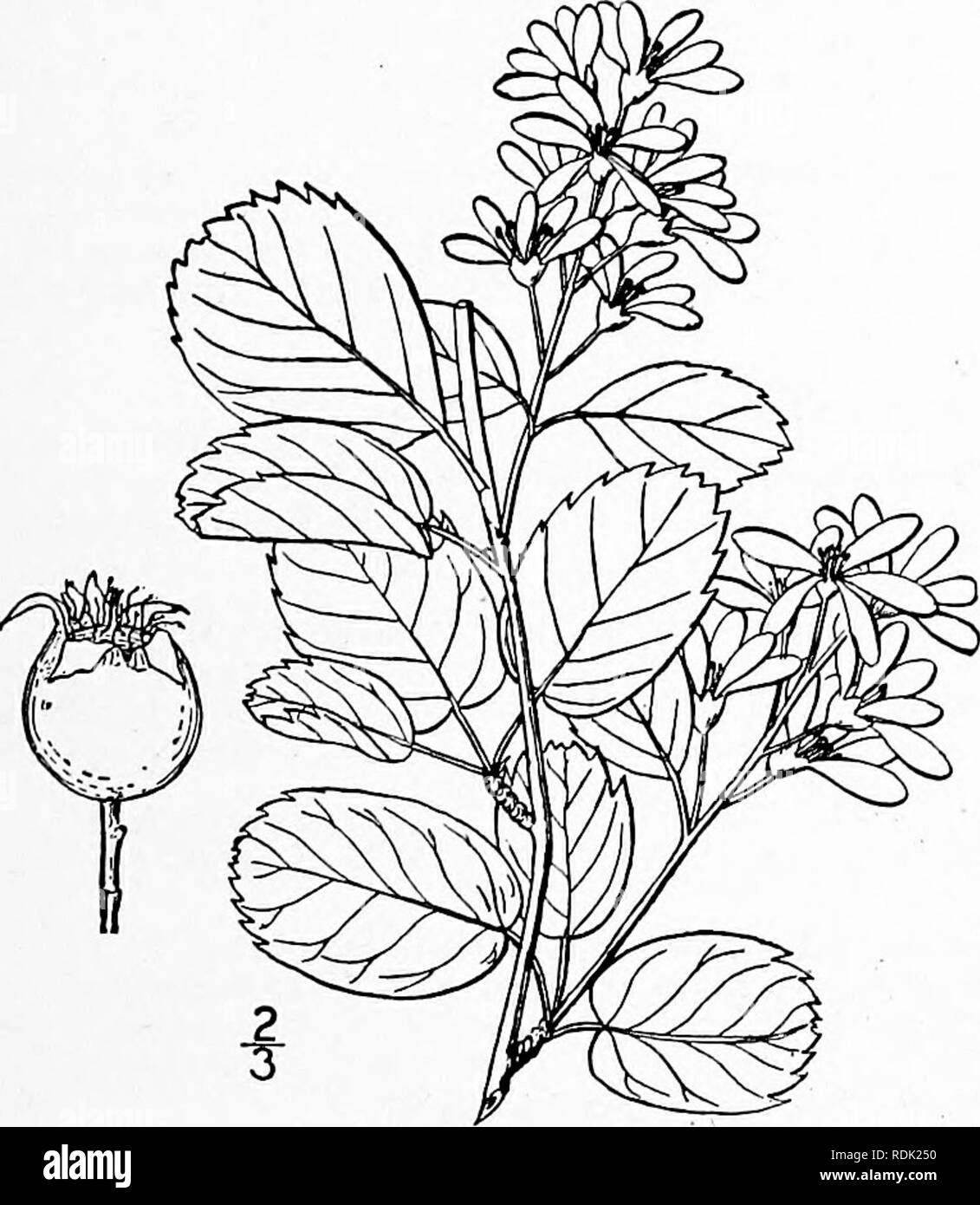 . An illustrated flora of the northern United States, Canada and the British possessions, from Newfoundland to the parallel of the southern boundary of Virginia, and from the Atlantic Ocean westward to the 102d meridian. Botany; Botany. Genus 5. APPLE FAMILY, 4. Amelanchier sanguinea (Pursh) DC, Round-leaved June-berry. Fig. 2332. Mespilus canadensis var. rotundifolia Michx, Fl. Bor. Am. i : 291. 1803. Pyrus sangtiinea Pursh. Fl. Am. Sept. 340. 1814. A. sanguinea DC. Prodr. 2 : 633. 1825. A, rotundifolia Roem. Syn. Mon. 3 : 146. 1847. A tall shrub or small tree, sometimes 25° high. Leaves broa Stock Photo