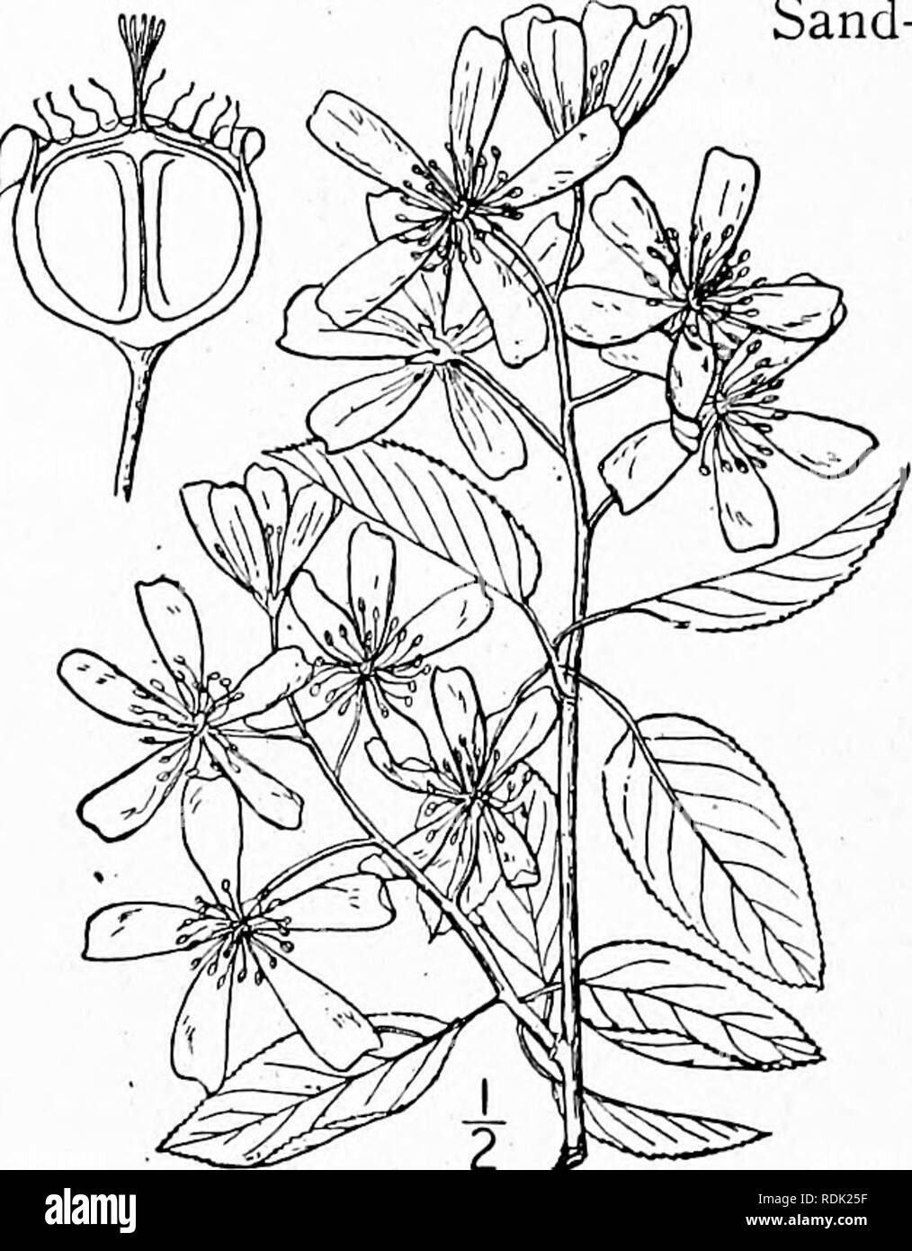 . An illustrated flora of the northern United States, Canada and the British possessions, from Newfoundland to the parallel of the southern boundary of Virginia, and from the Atlantic Ocean westward to the 102d meridian. Botany; Botany. 292 MALACEAE. Vol. II. I. Amelanchier canadensis (L.) Medic. June-berry. Service-berry. May-or Sand-cherry. Fig. 2329.. 1753- 1781. 18-15. 1793- Mcspiliis canadensis L. Sp. PI. 478. Pyrus Botryapium L. i. Suppl. 255. A. Botryapium DC. Prodr. 2 : 632. A, canadensis Medic. Geschichte 79. A tree sometimes reaching the height of 60°, with trunk diameter of 2°, but  Stock Photo