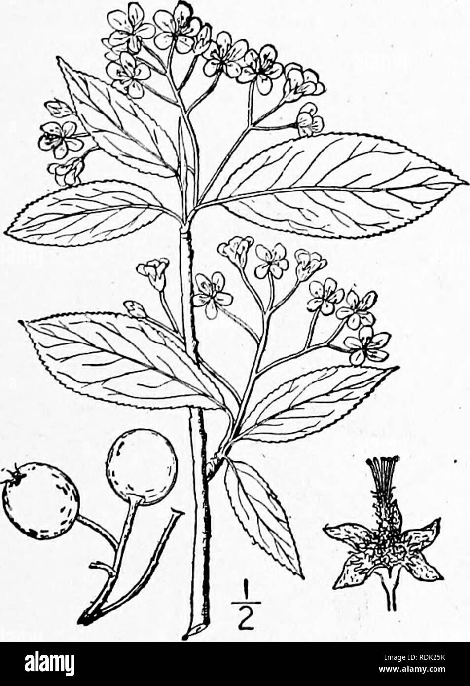 . An illustrated flora of the northern United States, Canada and the British possessions, from Newfoundland to the parallel of the southern boundary of Virginia, and from the Atlantic Ocean westward to the 102d meridian. Botany; Botany. 3. Aronia melanocarpa (Michx.) Britton. Black Chokeberr)'. Chokepear. Fig. 2328. Sp. PI. 2: 1013. Michx. Fl. Bor. Leaves Mespilus arbutifolia van nigra Willd. I'Soo. Mespilus arbutifolia var. melanocarpa Am. I : 292. 1803. Pyrus melanocarpa Willd. Enum. 525. 1809. Pyrus nigra Sargent, Gard. &amp; For. 3: 416. 1891 Aronia nigra Britton, Mem. Torr. Club 5: 182. A Stock Photo