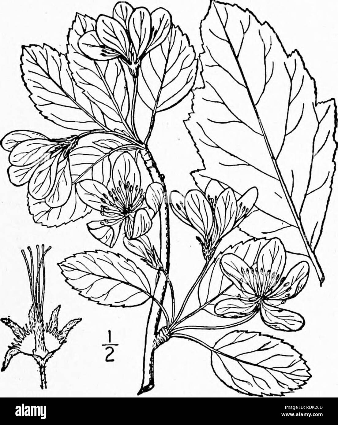 . An illustrated flora of the northern United States, Canada and the British possessions, from Newfoundland to the parallel of the southern boundary of Virginia, and from the Atlantic Ocean westward to the 102d meridian. Botany; Botany. 2. Malus glaucescens Rehder. American Crab Apple. Fig. 2323. Malus glaucescens Rehder, Trees and Shrubs 2: 139. 1911. A small tree, sometimes reaching a height of 25° and trunk diameter of 12'. Leaves petioled, ovate to triangular-ovate, sparingly pubescent beneath along the veins when young, glabrous when old, sharply serrate and on sterile shoots, often somew Stock Photo