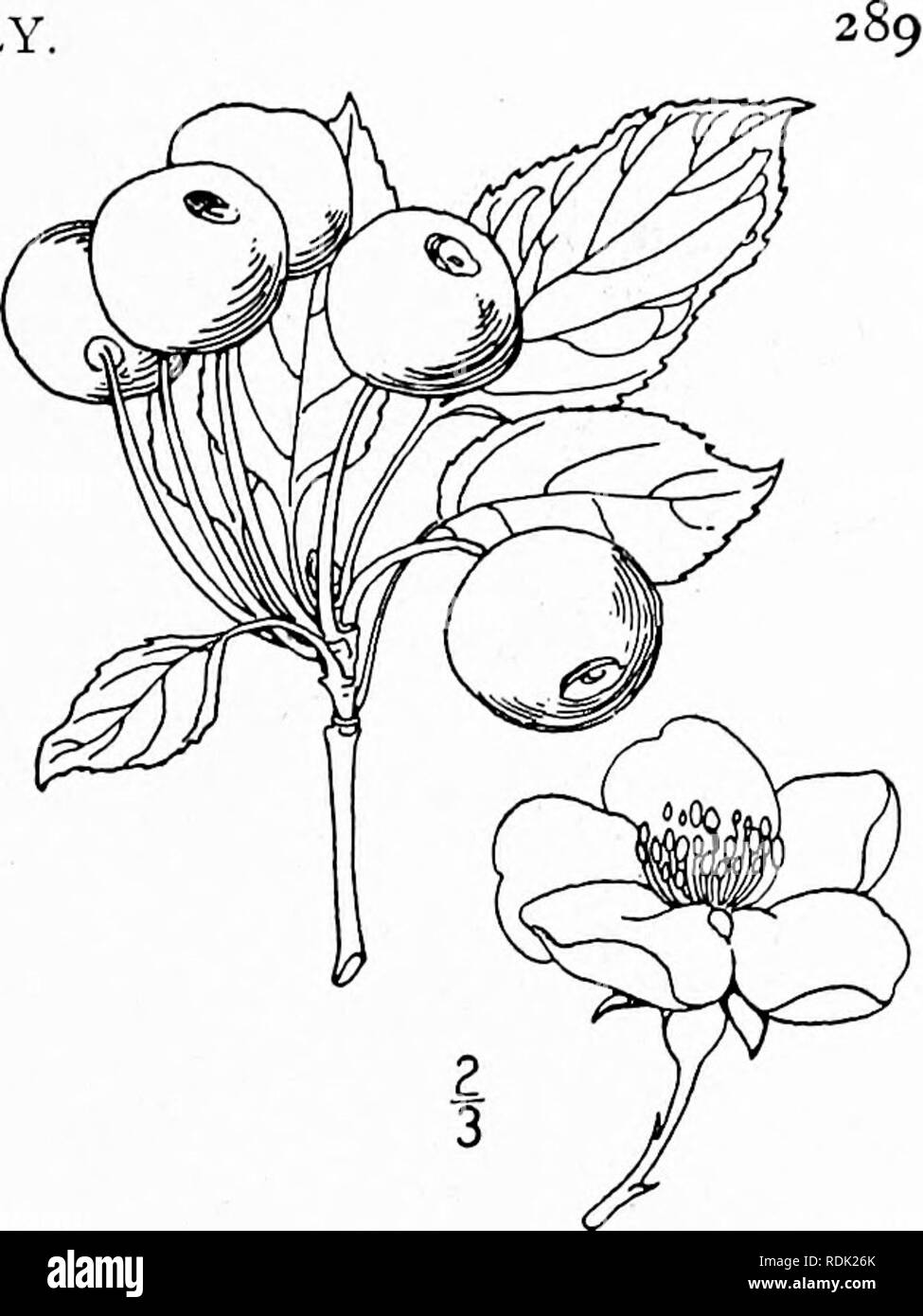 . An illustrated flora of the northern United States, Canada and the British possessions, from Newfoundland to the parallel of the southern boundary of Virginia, and from the Atlantic Ocean westward to the 102d meridian. Botany; Botany. 2. Malus glaucescens Rehder. American Crab Apple. Fig. 2323. Malus glaucescens Rehder, Trees and Shrubs 2: 139. 1911. A small tree, sometimes reaching a height of 25° and trunk diameter of 12'. Leaves petioled, ovate to triangular-ovate, sparingly pubescent beneath along the veins when young, glabrous when old, sharply serrate and on sterile shoots, often somew Stock Photo