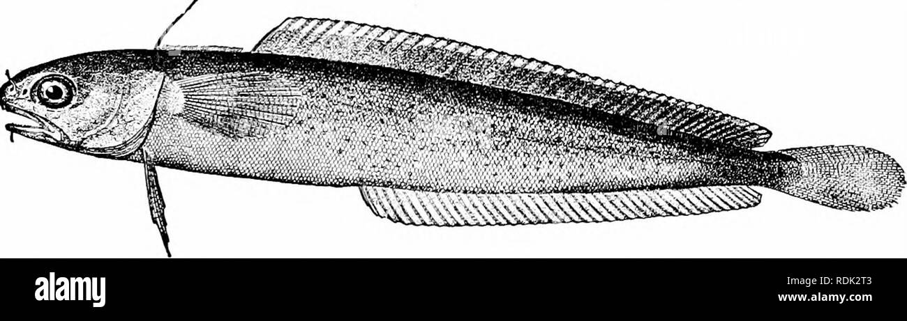 . A guide to the study of fishes. Fishes; Zoology; Fishes. Fig. 490.—Burbot, Lotq maculosa (Le Sueur). New York. The rocklings {Gaidropsarus and Enchelyopus) have the first dorsal composed of a band of fringes preceded by a single ray. The species are small and slender,, abounding chiefly in the Mediterranean and the North Atlantic. The young have been. Fig. 491.—Four-bearded Rockling, Enchelyopus eimbrius (Linneeus). Nahant, Mass. called &quot;mackerel-midges.&quot; Our commonest species is Enchely- opus eimbrius, found also in Great Britain. The cusk, or torsk, Brosme brosme, has a single do Stock Photo