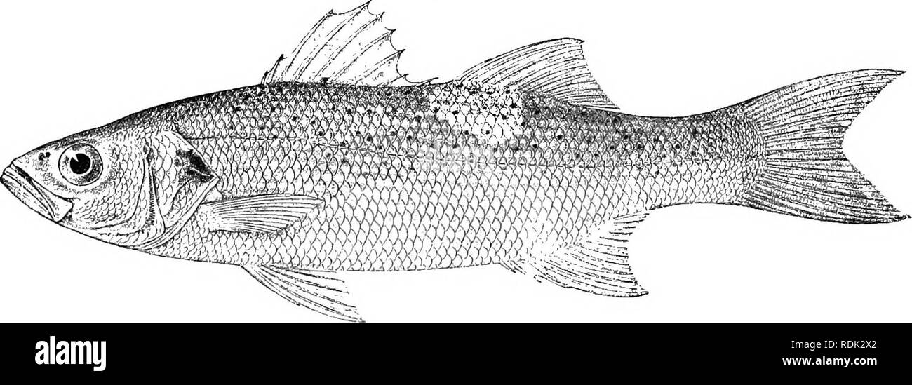 . Catalogue of the fresh-water fishes of Africa in the British museum (Natural history) ... Fishes; Freshwater animals. 104 SEEEANID.^i, DoJerl. Man. Ittiol. Medit. iv. p. 23 (1889) ; Bellotti, Atti Soc. Ital. Sc. Nat. xxxiii. 1891, p. 1-21. Labrax orientalis, Giintb. 1. c. Lahrax schoenleinii, Peters, Mon. Berl. Ac. 1SG5, p. 95, and 18G6, p. 512. JJicevtrarchus ovienialis, JorJ. &amp; Eigeuin. Bull. U.S. Fisb. Gomm. vili. 1890, p. 425. DicentrarcJats jnmctatus, Jord. &amp; Eigenm. t. c. p. 426. MoroTie jmndata, Bouleng. Cat. Fisli. i. p. ISl (1895), and Fisli. Nile, p. 449, fig. (1907). Very  Stock Photo