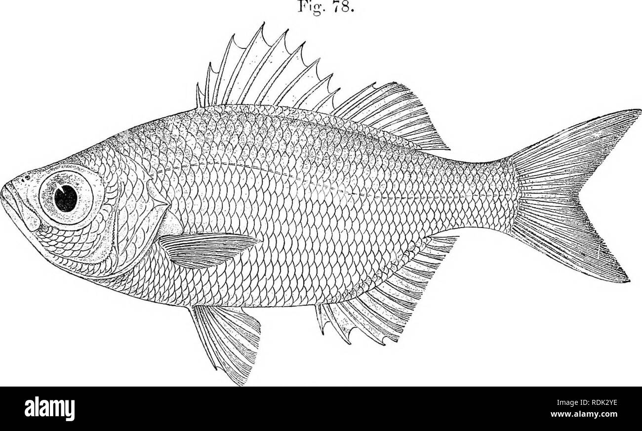 . Catalogue of the fresh-water fishes of Africa in the British museum (Natural history) ... Fishes; Freshwater animals. KUIILIA. 97 KuliHaprnxlma, Kendall &amp; Goklsbor. Mem, Mtis. (.'omp. Zool. xxvi. 1911, p. 2.S2, pi. iii. fig. 2. Kuhlia sandncen.sU, Kendall &amp; Badcl. op. cit. xxxv. 1912, p. 106 ; Eegan, t. c p. 381. Kuldia splendens, Eogan, t. c. p. 379, fig.* Depth of body 2J to 3^ times in total length, length of head 3 to of times. Snout -| to f diameter of eye, which is 2^ to 3 times in length of head; interorbital width 3 times in length of head ; lower jaw projecting; maxillary ex Stock Photo