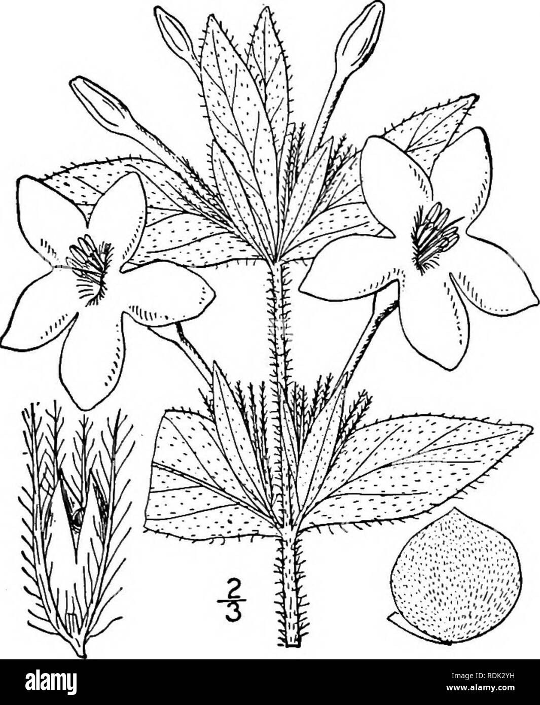 . An illustrated flora of the northern United States, Canada and the British possessions, from Newfoundland to the parallel of the southern boundary of Virginia, and from the Atlantic Ocean westward to the 102d meridian. Botany; Botany. 2. Ruellia ciliosa Pursh. Hairy or Long- tube Ruellia. Fig. 3890. Ruellia ciliosa Pursh, Fl. Am. Sept. 420. 1814. Hirsute or pubescent, at least above; stem ascending, rather stout, i°-2i° high. Leaves hairy, ciliate, oblong, oval, or ovate, sessile or nearly so, obtuse or subacute at the apex, nar- rowed at the base, i4'—3' long; flowers clus- tered or solitar Stock Photo