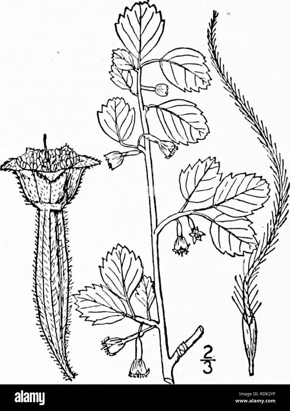 . An illustrated flora of the northern United States, Canada and the British possessions, from Newfoundland to the parallel of the southern boundary of Virginia, and from the Atlantic Ocean westward to the 102d meridian. Botany; Botany. 3. Dryas Drummondii Richards. Drum- mond's Mountain Avens. Fig. 2286. Dryas Drummondii Richards.; Hook. Bot. Mag. til.2()72. 1830. . Dryas octopclala var. Drummondii S. Wats. Bibliog. Index I : 281. 1878. Sim.ilar to D. octopetala, the leaves crenate-dentate, but generally narrowed at the base. Scape floccose- pubescent, often taller; flower yellow, about 9&quo Stock Photo