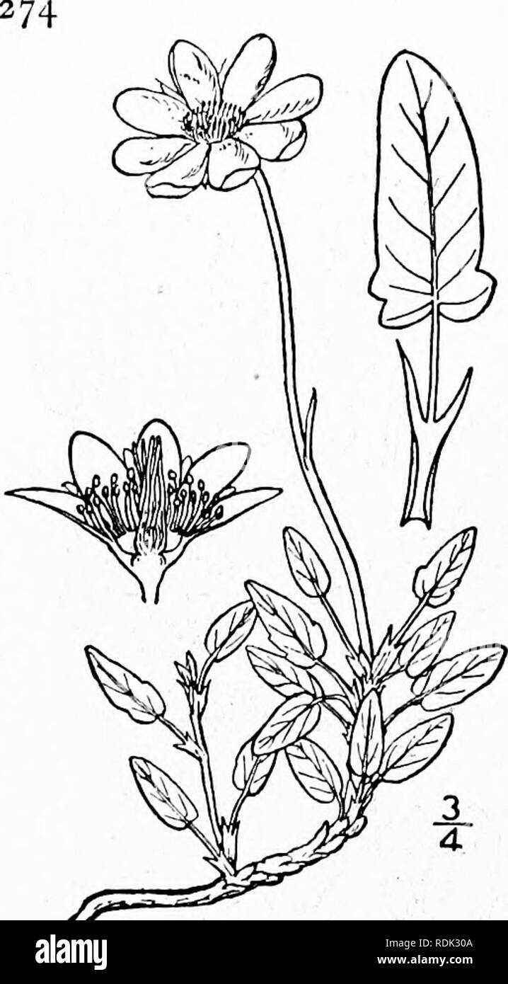 . An illustrated flora of the northern United States, Canada and the British possessions, from Newfoundland to the parallel of the southern boundary of Virginia, and from the Atlantic Ocean westward to the 102d meridian. Botany; Botany. ROSACEAE. Vol. II. 2. Dryas integrifolia Vahl. Entire-leaved Moun- tain Avens. Fig. 2285. Dryas integrifolia Vahl, Act. Havn. 4: Part 2, 171. 1798. Dryas tenella Pursh, Fl. Am. Sept. 350. 1814. Similar to the preceding species, but the leaves are ovate or ovate-lanceolate, obtuse and often subcordate at the base, obtusish at the apex, entire or with i or 2 teet Stock Photo