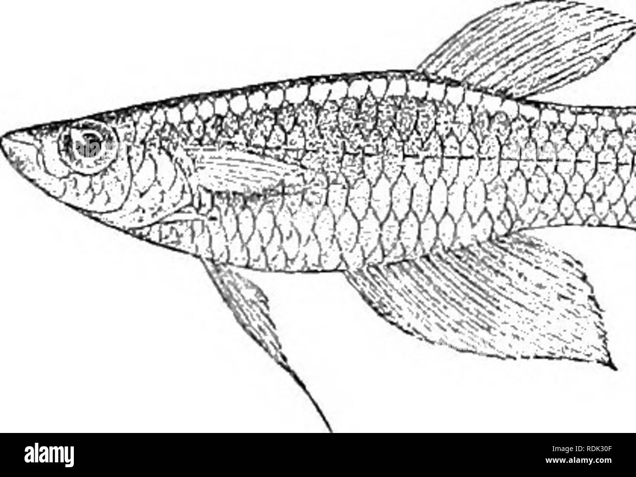 . Catalogue of the fresh-water fishes of Africa in the British museum ...