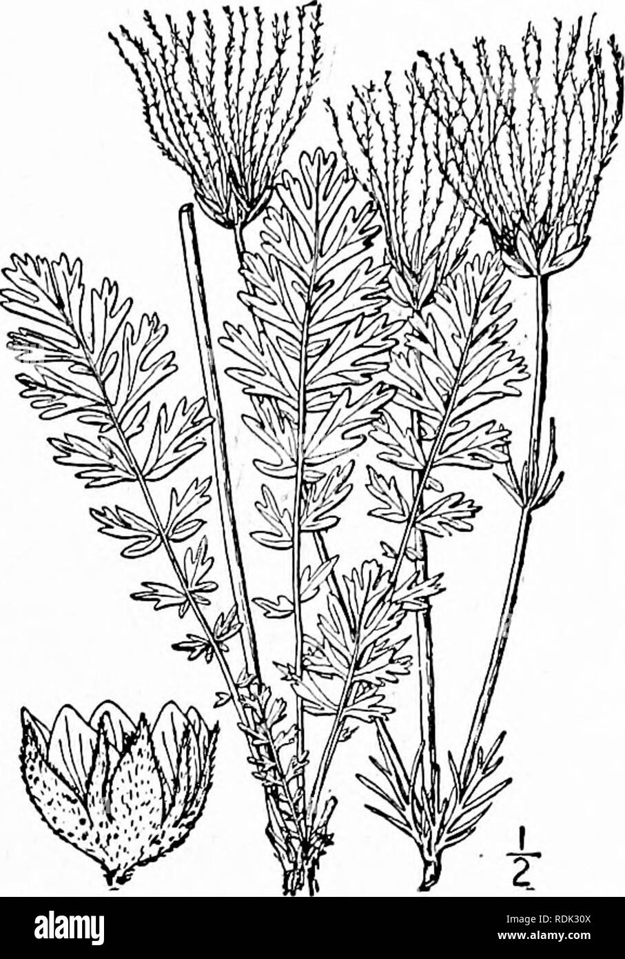 . An illustrated flora of the northern United States, Canada and the British possessions, from Newfoundland to the parallel of the southern boundary of Virginia, and from the Atlantic Ocean westward to the 102d meridian. Botany; Botany. Genus 25. ROSE FAMILY. 273 2. Sieversia ciliata (Pursh) Rydb. Longplumed Purple Avens. Prairie-smoke. Fig. 2282. Geum ciliatum Pursh, Fl. Am. Sept. 352. 1814. Geum triflonini Pursh, loc. cit. 736. 1814. Sieversia ciliata Rydb. in Britton, Man. 509. 1891. Softly pubescent with short or spreading hairs, sea- pose; scape 6'-i8' high, simple, 3-8-flovered at the s Stock Photo