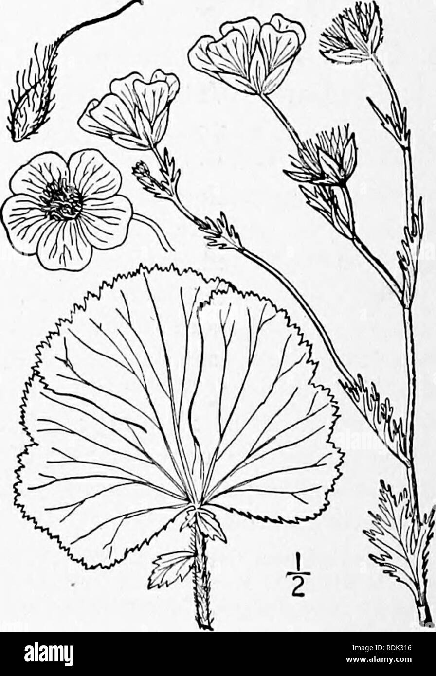 . An illustrated flora of the northern United States, Canada and the British possessions, from Newfoundland to the parallel of the southern boundary of Virginia, and from the Atlantic Ocean westward to the 102d meridian. Botany; Botany. 25. SIEVERSIA Willd. Mag. Gesell. Naturfr. Berlin 5: 397. 1811. Mostly low perennial herbs, with odd-pinnate leaves. Flowers in cymes, or solitary, yellow or purplish. Calyx obconic or hemispheric, S-lobed and generally S-bracteolate. Petals 5. Stamens numerous; filaments filiform. Carpels many, on a short hemispheric receptacle. Style terminal, persistent, fil Stock Photo
