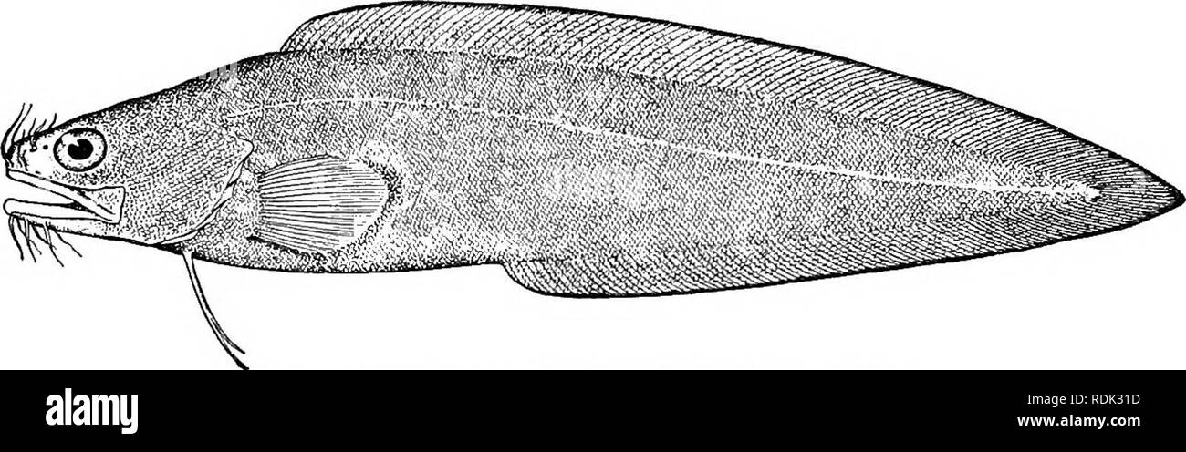 . A guide to the study of fishes. Fishes; Zoology; Fishes. 524 The Blennies: Blenniids Brotulids, called Fez Ciego in Cuba, are found in different caves in the county of San Antonio, where they reach a length of about five inches. As in other blindfishes, the body is translu-. FiG. 478.—Brotula barbata Schneider. Cuba. cent and colorless. These species are known as Lucifuga sub- terranea and Stygicola dentata. They are descended from allies of the genera called Brotula and Dinematichihys. Brotula bar- bata is a cusk-like fish, occasionally found in the markets of. Please note that these images Stock Photo