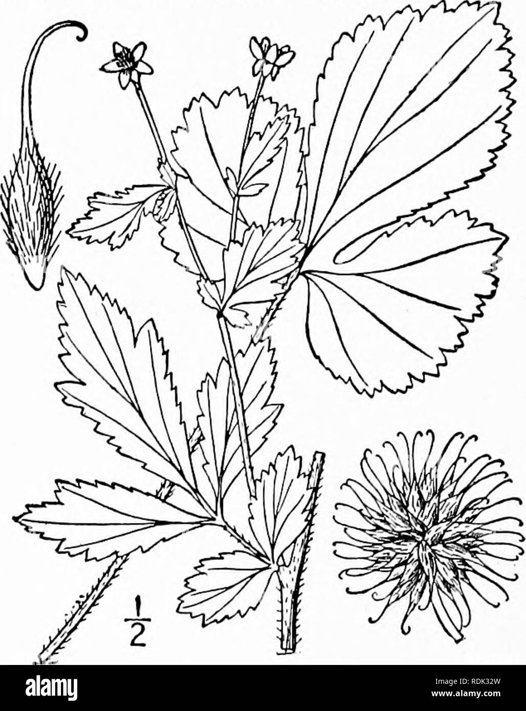 . An illustrated flora of the northern United States, Canada and the British possessions, from Newfoundland to the parallel of the southern boundary of Virginia, and from the Atlantic Ocean westward to the 102d meridian. Botany; Botany. ROSACEAE. Vol. II. I. Geum virginianum L. Rough Avens. Ben- net. Herb-bennet. Fig. 2275. Geum virginianum L. Sp. PI. 500. 1753. Branched above, rather stout, 2j° high or less. Stem and petioles bristly-pubescent, the stout short peduncles pubescent with reflexed hairs; basal and lower leaves odd-pinnate, the terminal leaflet usually larger than the lateral ones Stock Photo