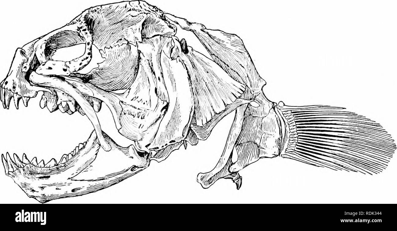 A Guide To The Study Of Fishes Fishes Zoology Fishes Fig 466 Wolf Fish Anarhichas Lupiis L Georges Bank The Species Are Large Powerful Voracious Fishes Known As Wolf Fishes Anarhichas Lupus Is The