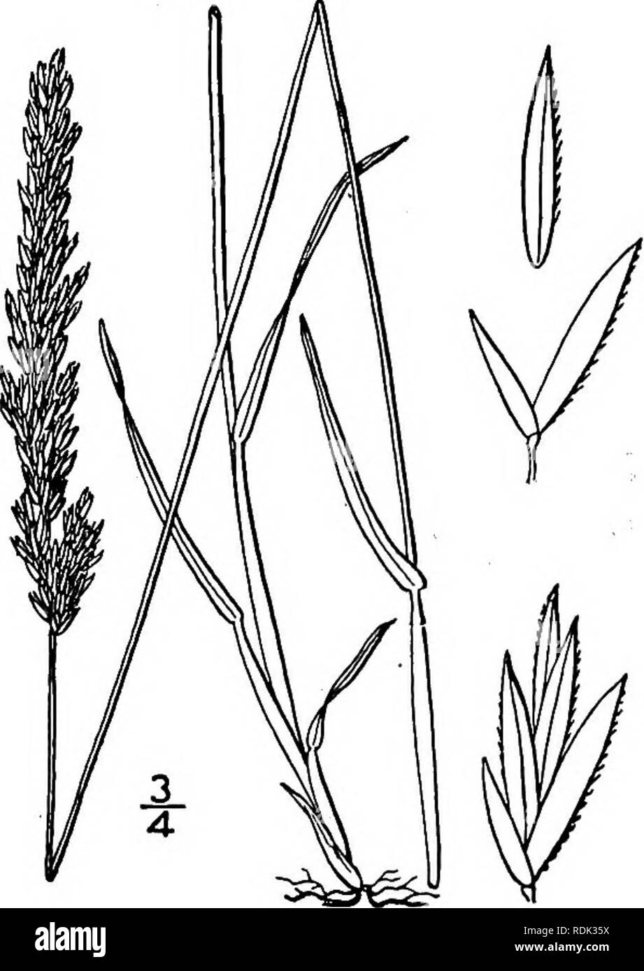 . An illustrated flora of the northern United States, Canada and the British possessions, from Newfoundland to the parallel of the southern boundary of Virginia, and from the Atlantic Ocean westward to the 102d meridian. Botany; Botany. Genus 82. GRASS FAMILY. 245 82. KOELERIA Pers. Syn. 1: 97. 1805. Tufted annual or perennial grasses, with flat or setaceous leaf-blades and mostly spike- like panicles. Spikelets 2-5-flowered. Two lower scales empty, narrow, acute, unequal, keeled, scarious on the margins; the flowering scales 3-5-nerved. Palet hyaline, acute, 2-keeled. Stamens 3. Styles very s Stock Photo