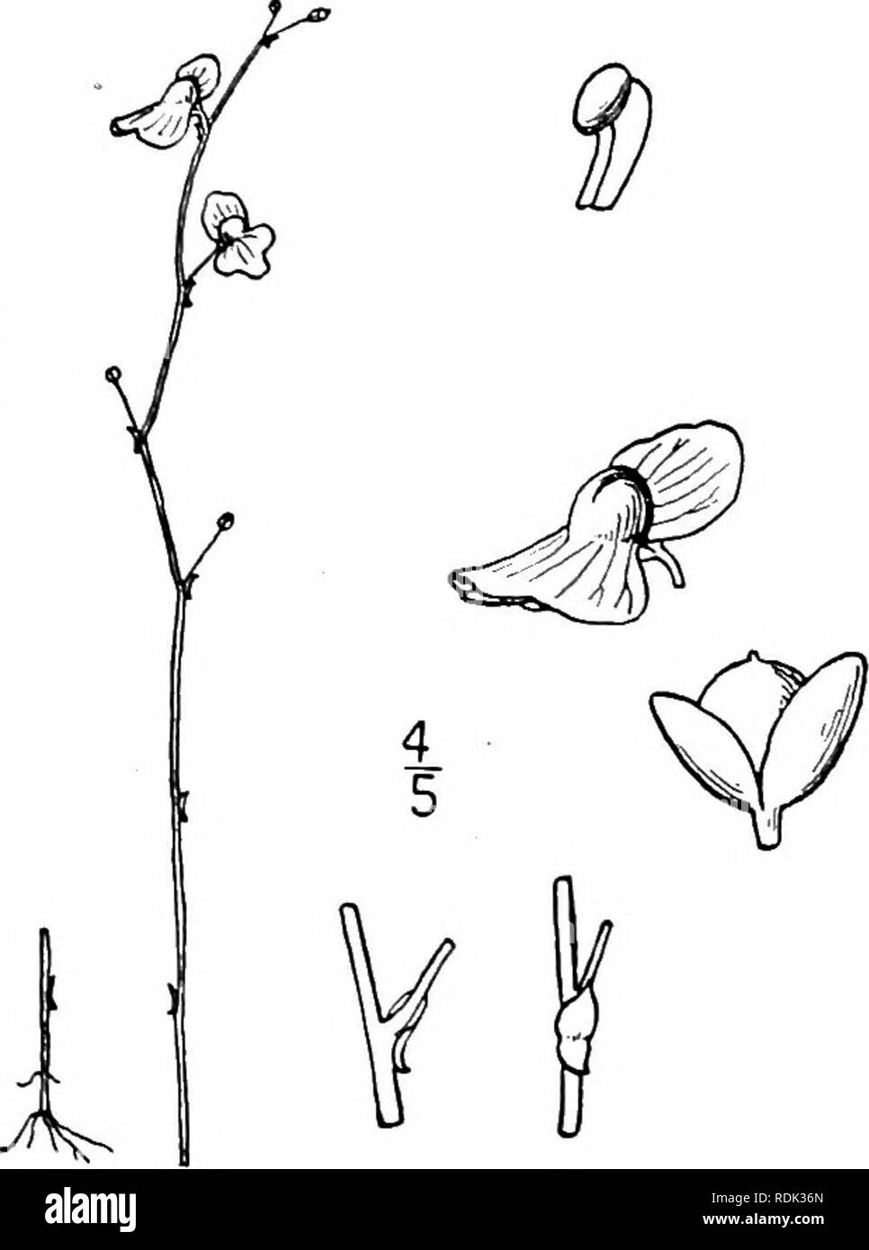 . An illustrated flora of the northern United States, Canada and the British possessions, from Newfoundland to the parallel of the southern boundary of Virginia, and from the Atlantic Ocean westward to the 102d meridian. Botany; Botany. 2. Setiscapella cieistogama (A. Gray) Barn- hart. Pin or Closed Bladderwort. Fig. 3872. U. subulata var. cieistogama A. Gray, Syn. Fl. 21: 317. 1878. U. cieistogama Britton, Trans. N. Y. Acad. Sci. g : 12. 1889. Scape filiform, stiff, i'-2j' high, 1-3-flowered, the pedicels i&quot;-3&quot; long. Calyx-lobes minute, the upper faintly 7-nerved, the lower strongly Stock Photo