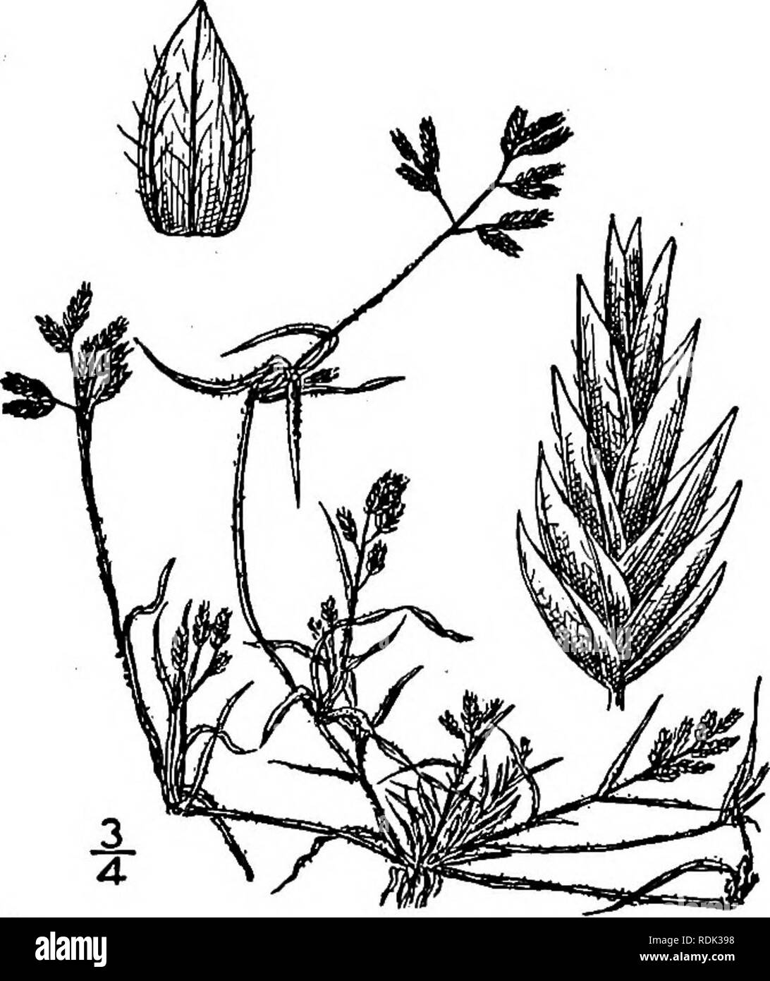 . An illustrated flora of the northern United States, Canada and the British possessions, from Newfoundland to the parallel of the southern boundary of Virginia, and from the Atlantic Ocean westward to the 102d meridian. Botany; Botany. 13. Eragrostis hypnoides (Lam.) B.S.P. Smooth Creeping Love- grass. Fig. 584. Poa hypnoides Lam. Tabl. Encycl. 1: 185. 1791. Eragrostis reptans Nees, Agrost. Bras. 514. 1829. Eragrostis hypoides B.S.P. Prel. Cat. N. Y. 69. 1888. Ne-eragrostis hypnoides Bush, Trans. St. Louis Acad. 13: 180. 1903. Culms i'-i8' long, extensively creep- ing, branched, smooth and gl Stock Photo