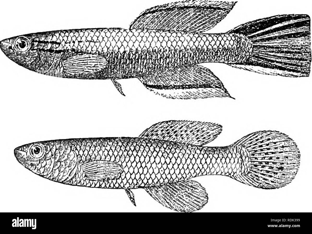 . Catalogue of the fresh-water fishes of Africa in the British museum (Natural history) ... Fishes; Freshwater animals. 38 CYPElNODOXTID.i:. 15, FUNDULUS SJOESTEDTI. LGnnberg, Ofv. Ak. Forh. Stockli. 1895, p. 191 ; Racliow, Bl. Aq. Terr. 1911, p. 101, fig.; Traber, t. c. p. 6(59, fig.; Arnold, Woch. Aq. Terr. 1911, p. 137, fig. Dopth of body 4 to ^ times in total length, length of head 3| to 3| times. Head flat above; snout short and broad, as long as eye ; mouth directed upwards ; lower jaw projecting ; eye 3^ to 4 times in length of head, nearly twice in interorbital width ; space between ey Stock Photo