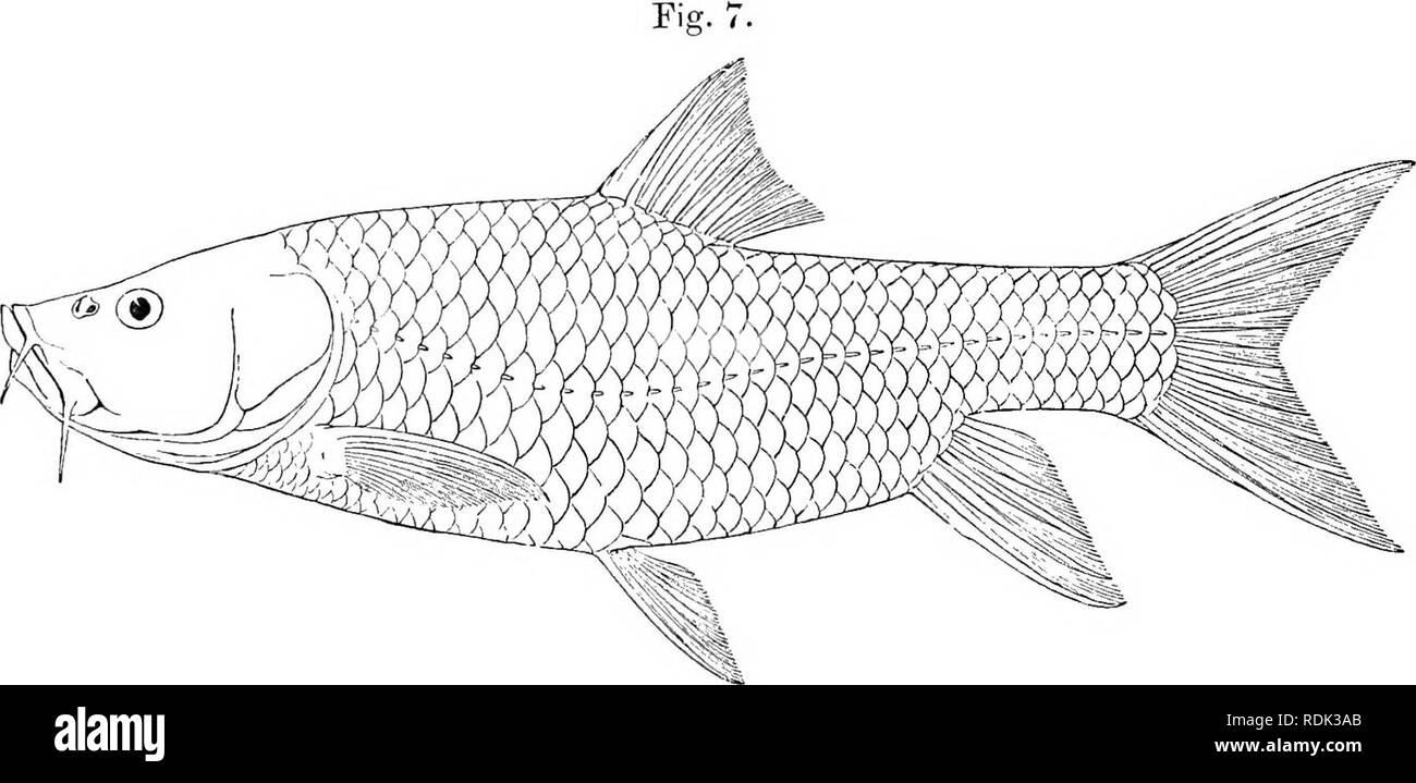 . Catalogue of the fresh-water fishes of Africa in the British museum (Natural history) ... Fishes; Freshwater animals. 26 CYPKINID.E. to origin of dorsal. Caudal peduncle l£ to 1£ times as long as deep. Scales longitudinally striated, 33-36 £^, 4 between lateral line and ventral, 12 or 14 round caudal peduncle. Greenish above, golden on the sides and below; fins yellowish green.. Barbus rueppelh Type. I Total length 340 millim. Errer River (Hawash System), Southern Ethiopia. 1-4, Types. Errer K., U})per Ada], 4000 ft. Mr. E. Degen (C). 5. Skel. „ ,, 55 7. BARBUS BYNNI. C,,/,r&gt;niix bi/uiii, Stock Photo