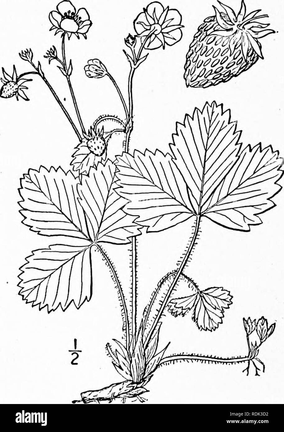 . An illustrated flora of the northern United States, Canada and the British possessions, from Newfoundland to the parallel of the southern boundary of Virginia, and from the Atlantic Ocean westward to the 102d meridian. Botany; Botany. In dry soil, Newfoundland to South Dakota, Florida and Oklahoma. Consists of several races. April-June. 4. Fragaria vesca L. European Wood or Hedge Strawberry. Fig. 2255. Fragaria vesca L, Sp. PI. 494. 1753. Stout, tufted, dark-green, generally less vil- lous than the two preceding species. Leaflets ovate or broadly oval, obtuse, dentate, broader but nearly or  Stock Photo