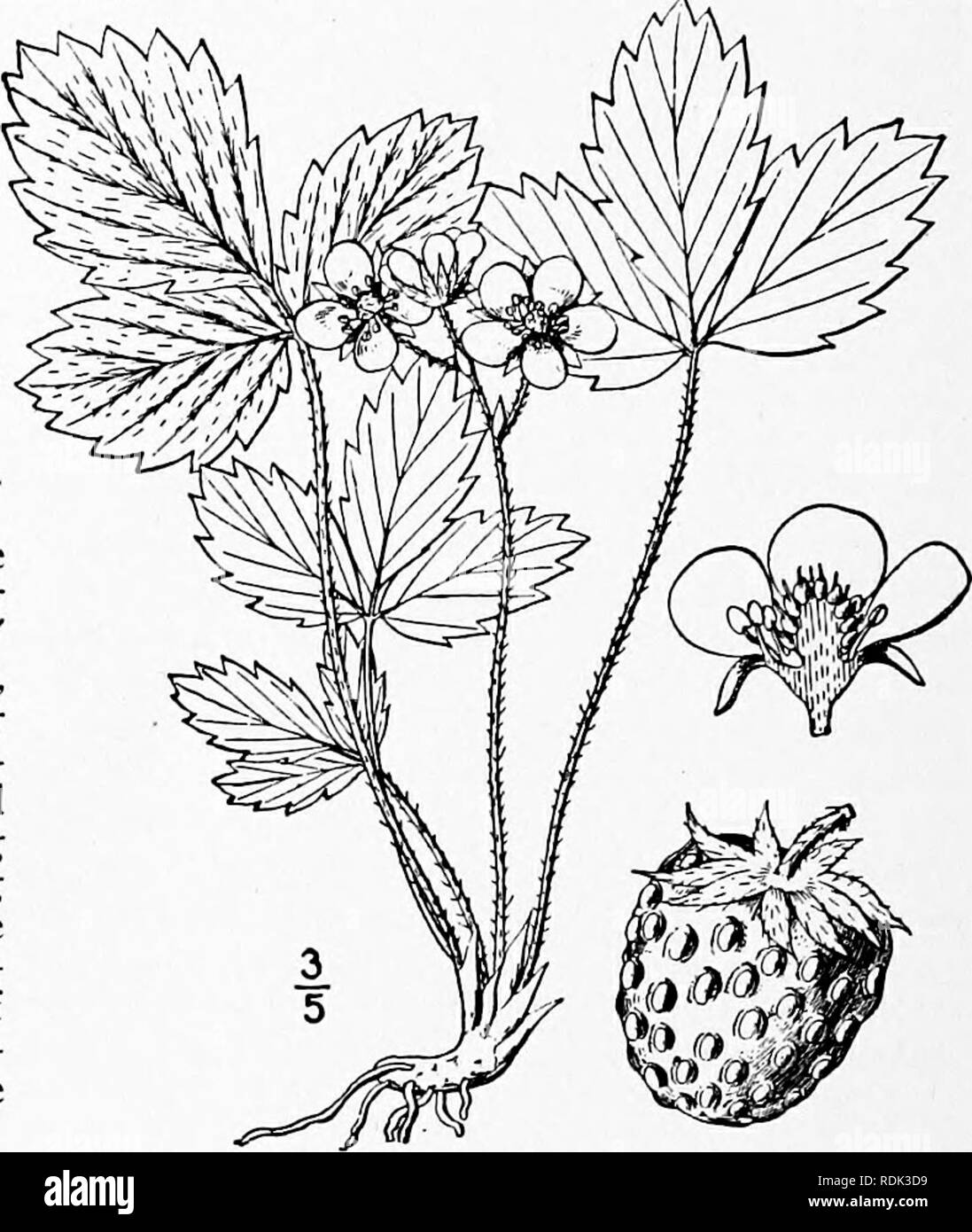 . An illustrated flora of the northern United States, Canada and the British possessions, from Newfoundland to the parallel of the southern boundary of Virginia, and from the Atlantic Ocean westward to the 102d meridian. Botany; Botany. 2. Fragaria Grayana Vilmorin. Gray's Straw- berry. Fig. 2253. F. Grayana Vilmorin ; Gay, Ann. Sci. Nat. IV. 8: 202. 1857- F. virginiana illinoensis Prince; A. Gray, Man. Ed. 5, 155. 1867. Similar to F. virginiana, and perhaps a race of that species, but stouter. Leaves firmer in texture; peti- oles densely clothed with spreading or refiexed hairs; leaflets acut Stock Photo