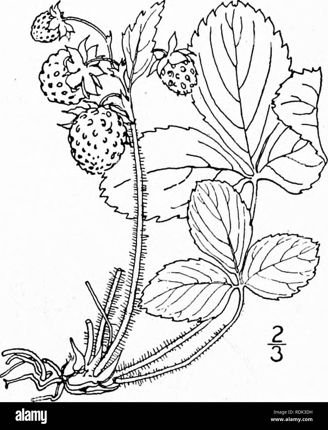 . An illustrated flora of the northern United States, Canada and the British possessions, from Newfoundland to the parallel of the southern boundary of Virginia, and from the Atlantic Ocean westward to the 102d meridian. Botany; Botany. 26o ROSACEAE. Vol. II.. 2. Fragaria Grayana Vilmorin. Gray's Straw- berry. Fig. 2253. F. Grayana Vilmorin ; Gay, Ann. Sci. Nat. IV. 8: 202. 1857- F. virginiana illinoensis Prince; A. Gray, Man. Ed. 5, 155. 1867. Similar to F. virginiana, and perhaps a race of that species, but stouter. Leaves firmer in texture; peti- oles densely clothed with spreading or refie Stock Photo