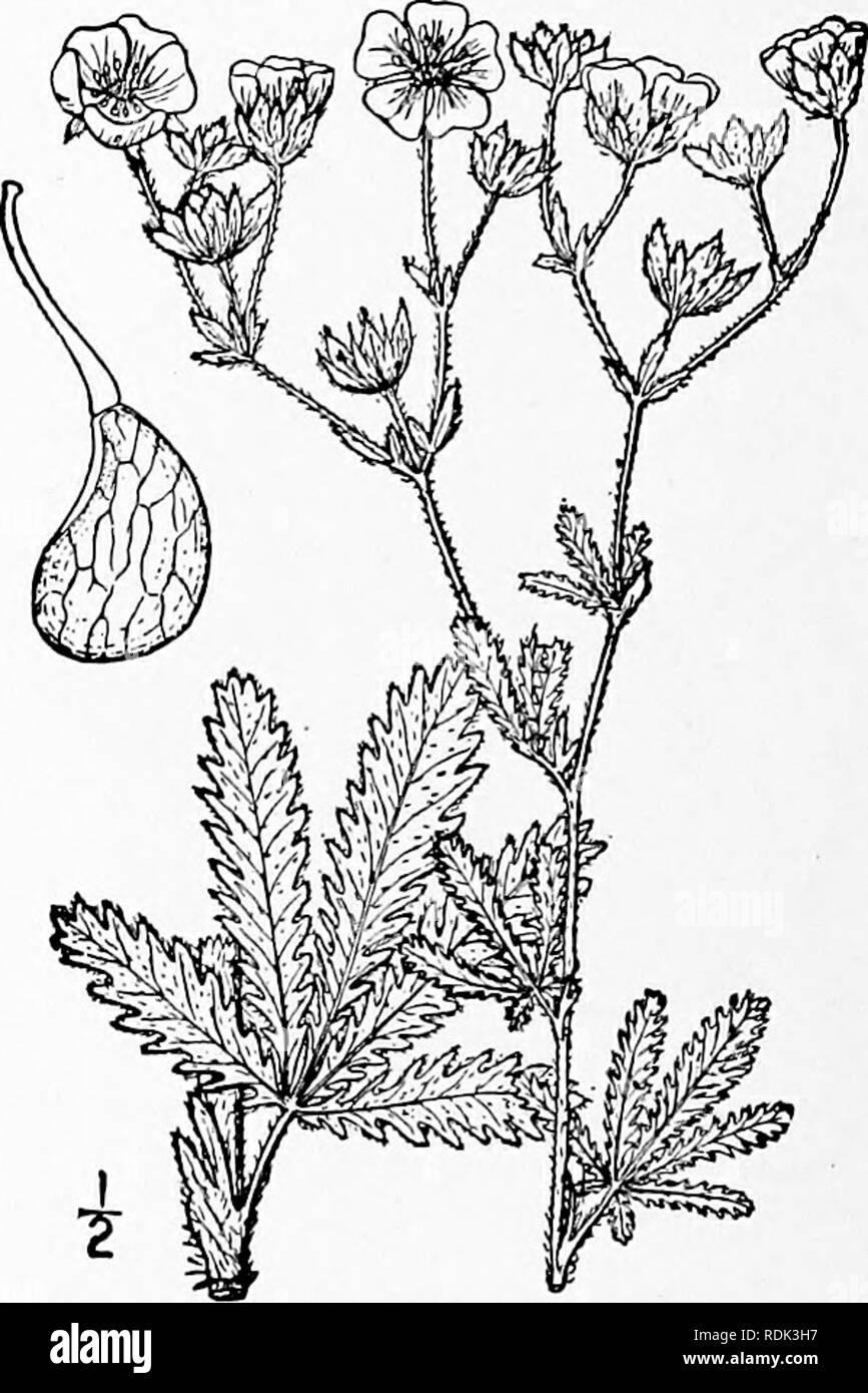 . An illustrated flora of the northern United States, Canada and the British possessions, from Newfoundland to the parallel of the southern boundary of Virginia, and from the Atlantic Ocean westward to the 102d meridian. Botany; Botany. 13. Potentilla maculata Pourret. Nortliern Cinque- foil. Fig. 2239. Potentilla maculata Pourr. Act. Toloss. 3: 326. 1788. Potentilla salisbntgensis Haenke in Jacq. Coll. 2: 68. 1788. Rootstock prostrate, stems ascending, simple, pubescent, 3-8' high. Stipules membranous; basal leaves slender- petioled, digitately S-foliolate (rarely 3-foliolate) ; leaflets obov Stock Photo