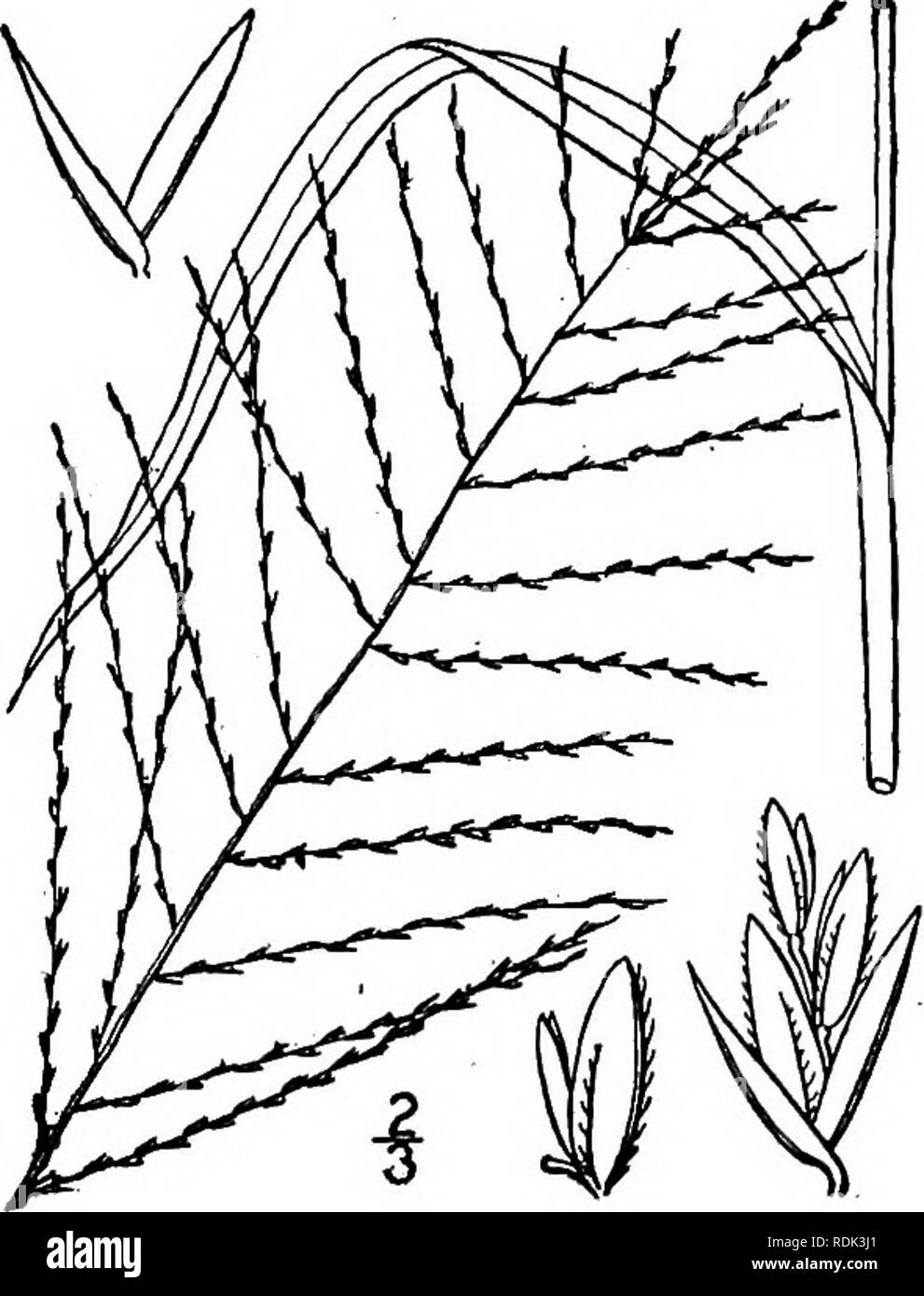 . An illustrated flora of the northern United States, Canada and the British possessions, from Newfoundland to the parallel of the southern boundary of Virginia, and from the Atlantic Ocean westward to the 102d meridian. Botany; Botany. 23° GRAMINEAE. Vol. I. Flowering scales 54&quot; long, the hairs on the nerves long and copious. i. L. filiformis. Flowering scales less than yi&quot; long, the hairs on the nerves short and scant. 2. L. attenuata. i. Leptochloa filiformis (Lam.) Beauv. Slender Grass. Feather- or Salt-grass. Fig- 554- Festuca filiformis Lam. 111. 1: 191. 1791. Eleusine mucronat Stock Photo