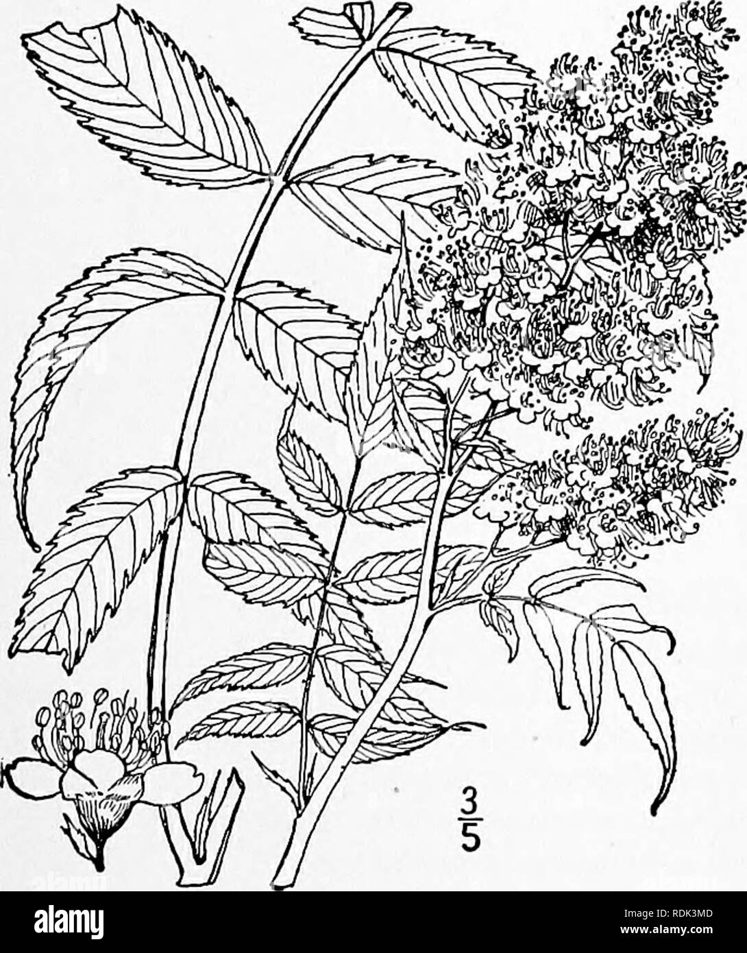 . An illustrated flora of the northern United States, Canada and the British possessions, from Newfoundland to the parallel of the southern boundary of Virginia, and from the Atlantic Ocean westward to the 102d meridian. Botany; Botany. 4. SCHIZONOTUS Lindl. Introd. Nat. Syst. 81. 1830. Shrubs, with odd-pinnate leaves, the large stipules conspicuous. Flowers perfect, in terminal panicles. Calyx-tube hemispheric, its 5 lobes imbricated, early reflexed. Petals 5, imbricated. Stamens numerous, borne on the margin of the disk. Pistils mostly 5, opposite the calyx-lobes, connate below; styles termi Stock Photo