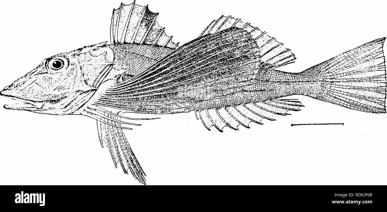 . A guide to the study of fishes. Fishes; Zoology; Fishes. 456 ...