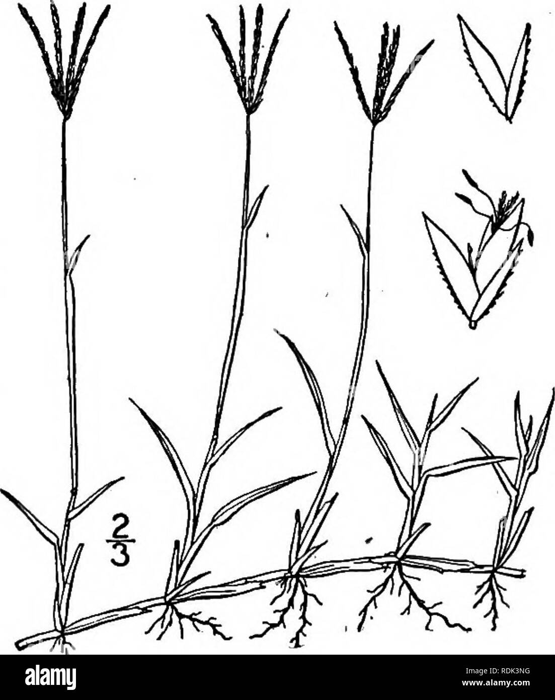 . An illustrated flora of the northern United States, Canada and the British possessions, from Newfoundland to the parallel of the southern boundary of Virginia, and from the Atlantic Ocean westward to the 102d meridian. Botany; Botany. 5. Danthonia intermedia Vasey. Vasey's Wild Oat-grass. Fig. 536. D. intermedia Vasey, Bull. Torr. Club 10: 52. 1883. A glabrous tufted perennial. Culms 4-18' tall; blades up to 6' long and 2&quot; wide, often involute; panicle l£&quot;-2&quot; long, contracted, dense, spike-like, variegated with purple, its branches short and ap- pressed; spikelets 7&quot;-8&qu Stock Photo